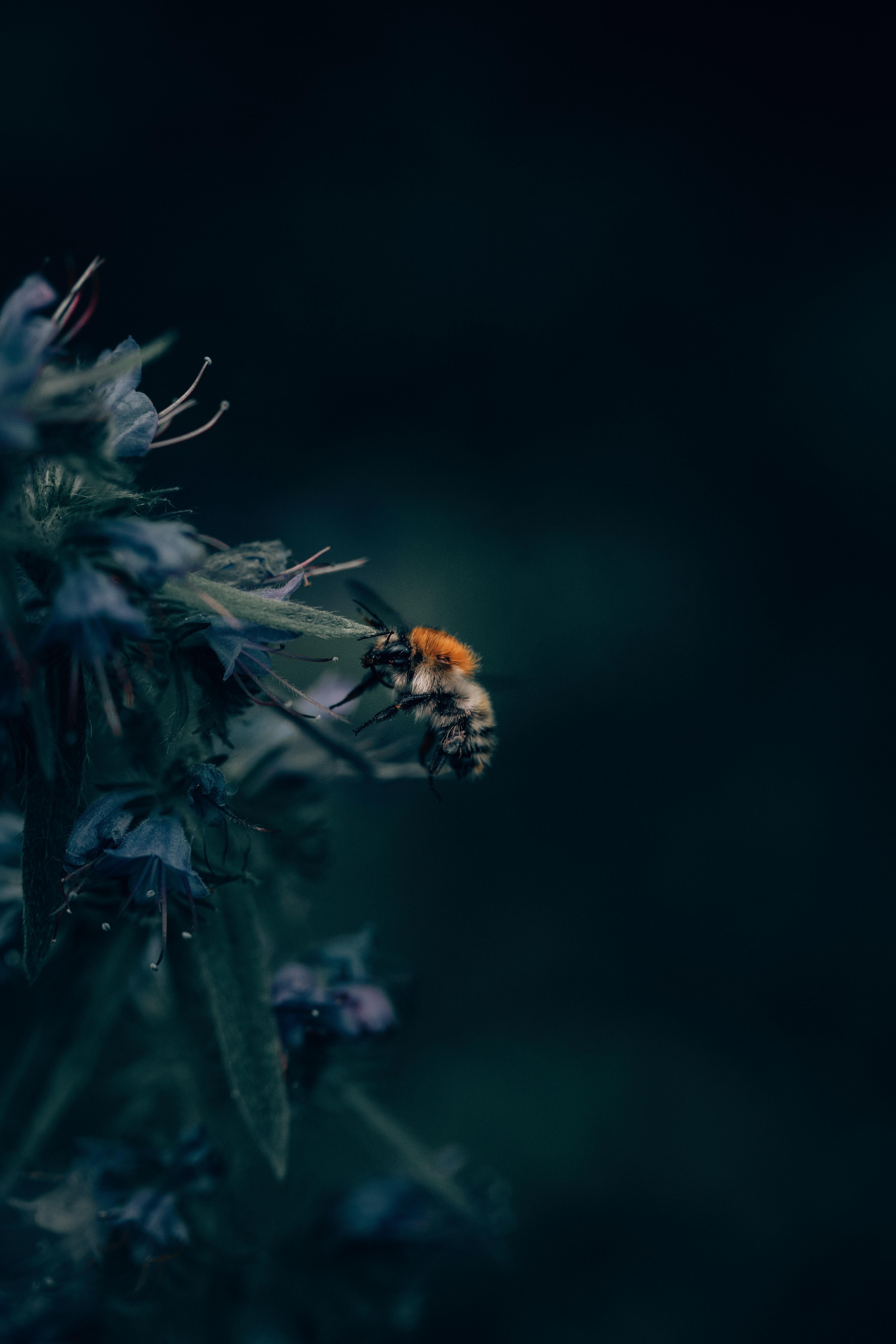 4160x6240 Download wallpaper  bumblebee, insect, flower, Phone