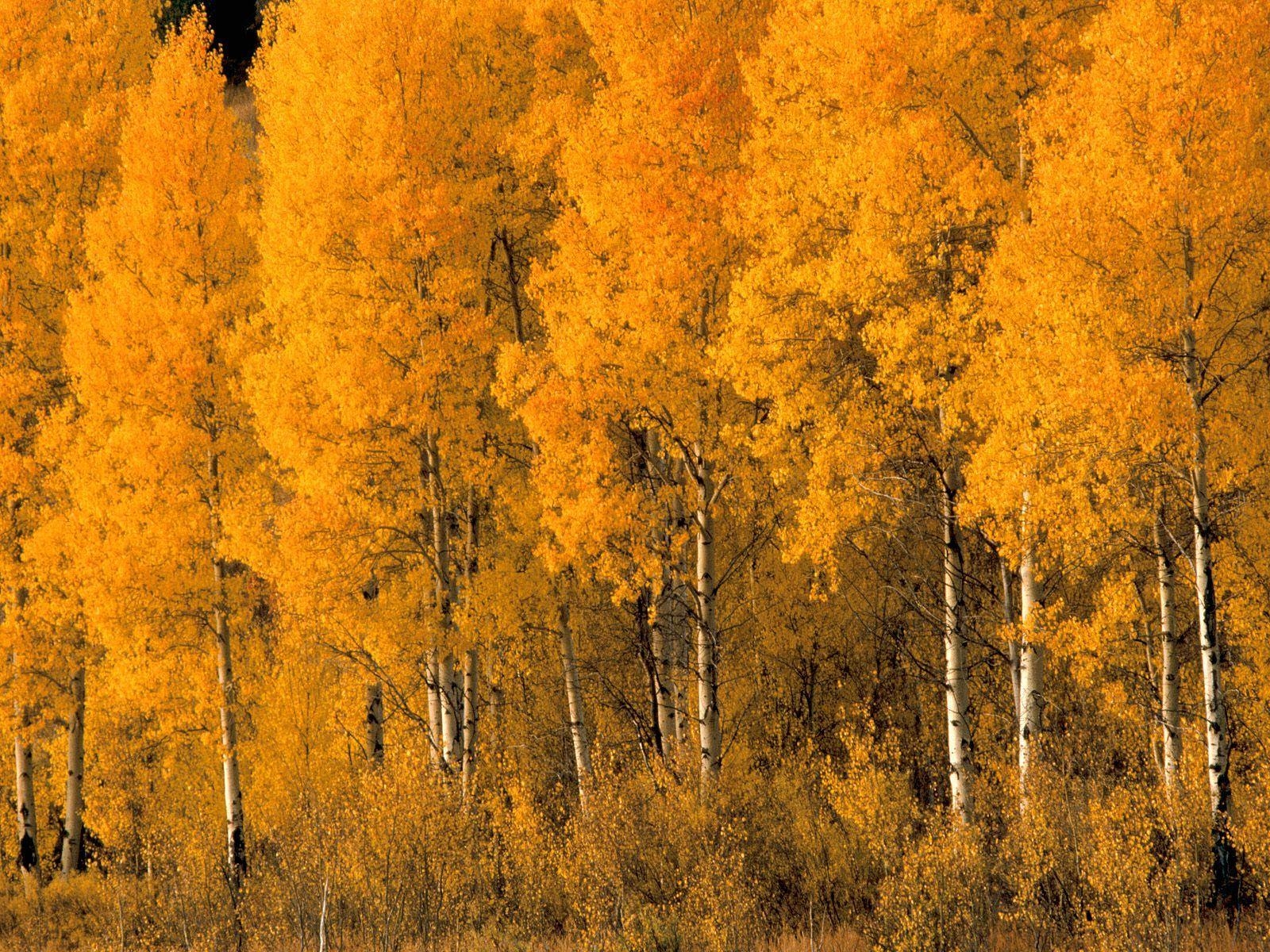 1600x1200 trees. SAVE TREES, SAVE FOREST. My Blog. Aspen trees, Fall picture, Nature wallpaper, Desktop