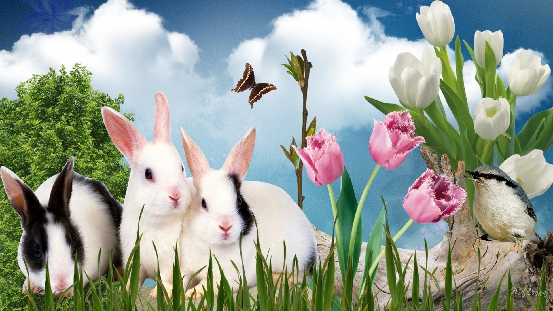 1920x1080 Beautiful Spring Desktop Wallpaper animals large. Bunny wallpaper, Facebook cover image, Easter bunny picture, Desktop