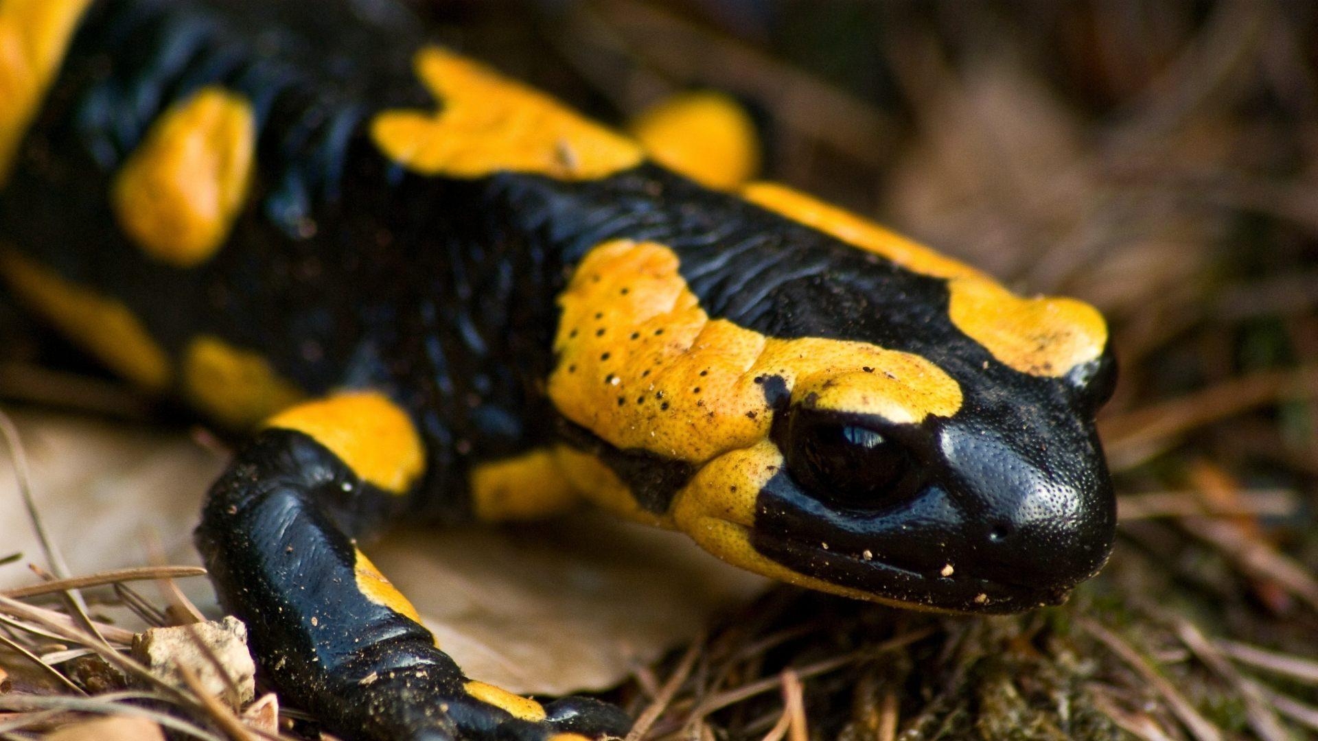 1920x1080 Salamander HD Wallpaper, Desktop