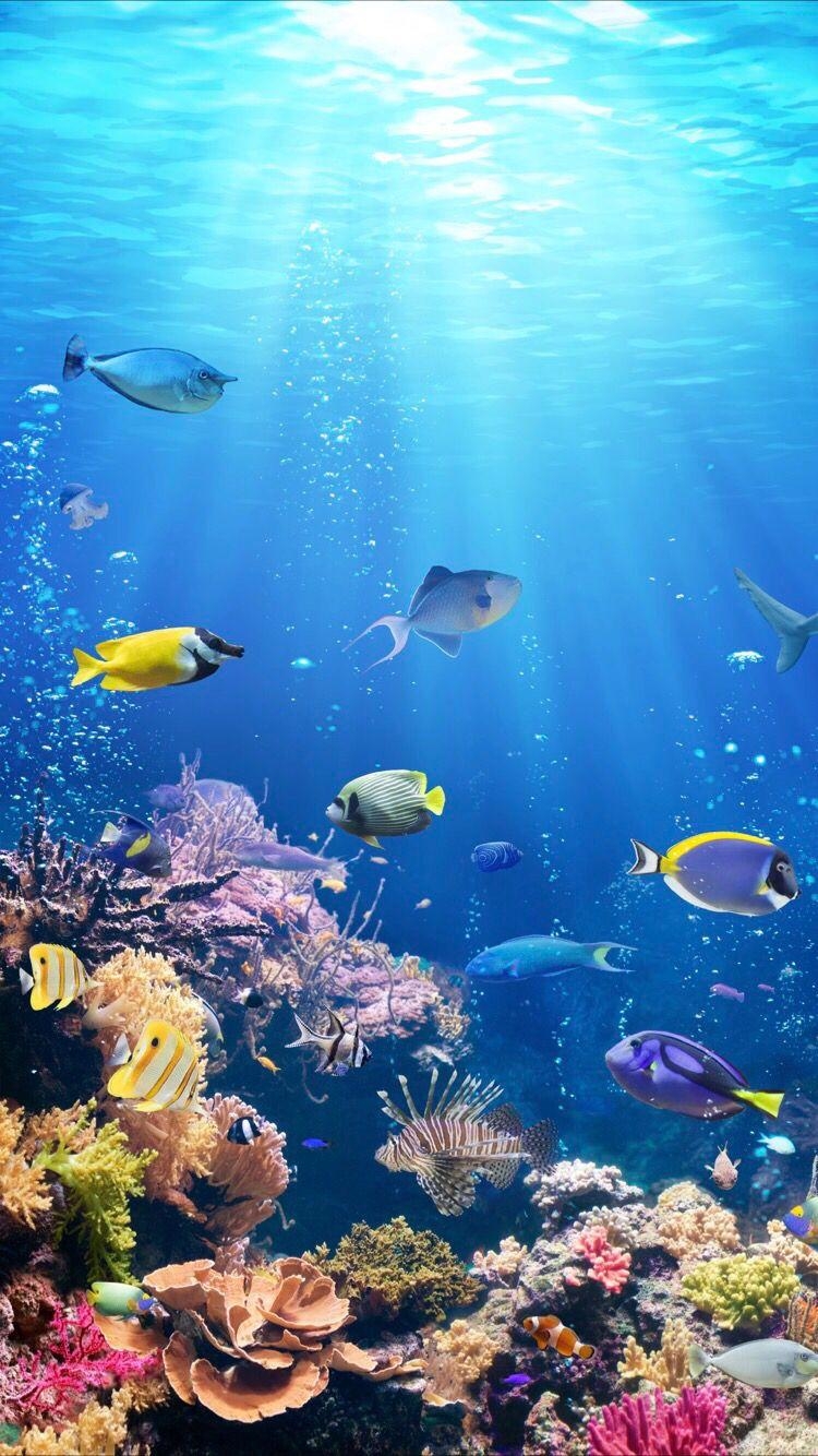 750x1340 Underwater life wallpaper. Underwater wallpaper, Sea life wallpaper, Ocean wallpaper, Phone