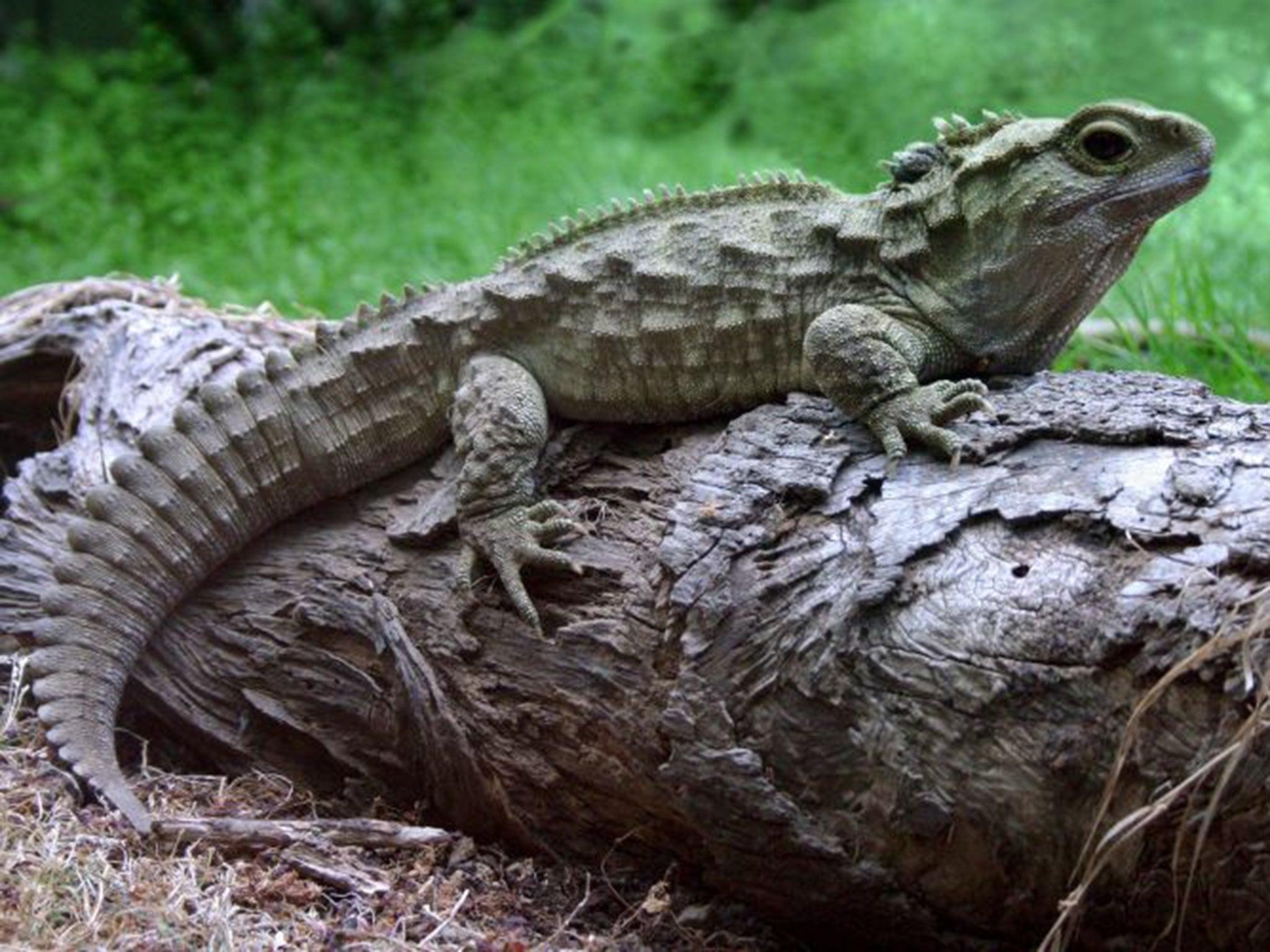 2050x1540 Tuatura: Lizard Like Reptile Takes 38 Years To Lay An Egg, Desktop