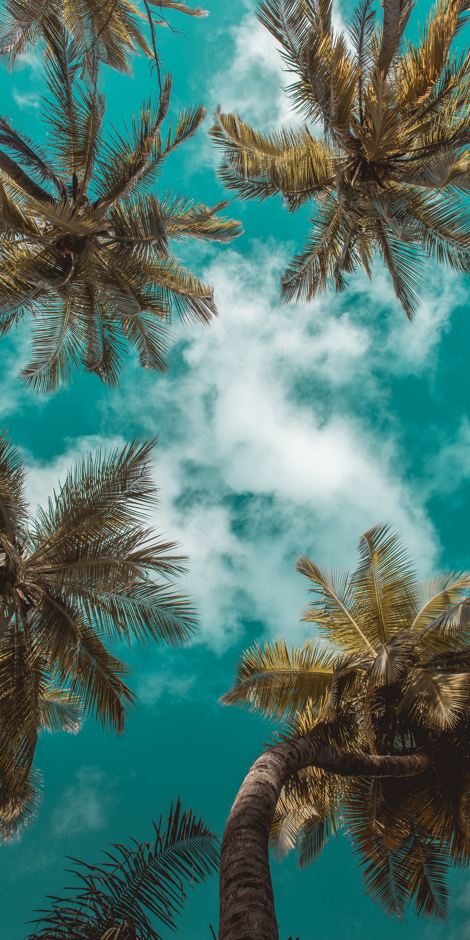 1500x3000 Wallpaper Summer, Cloud, Daytime, Leaf, Azure, Background Free Image, Phone