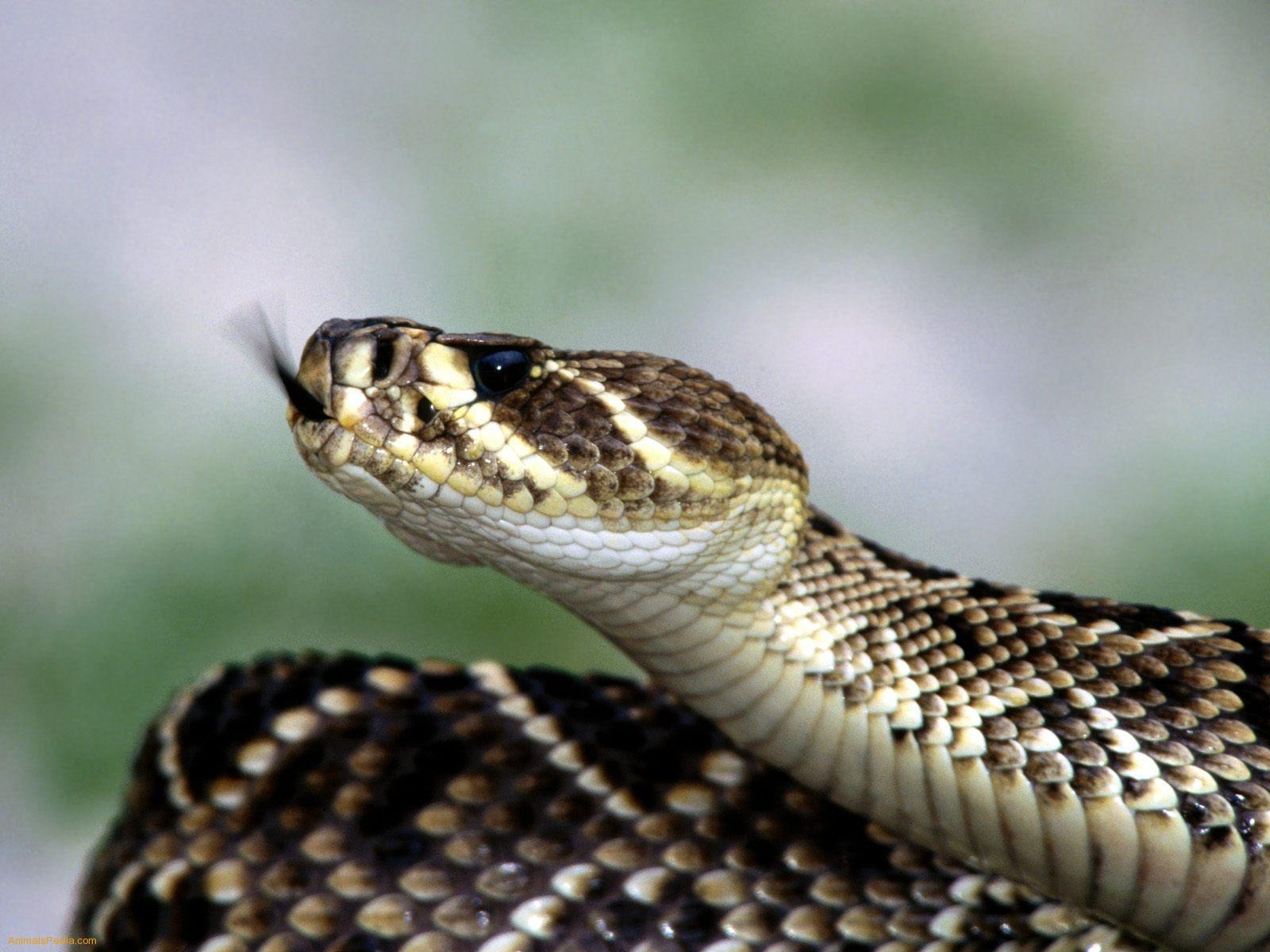 1600x1200 Rattlesnake Wallpaper, Desktop