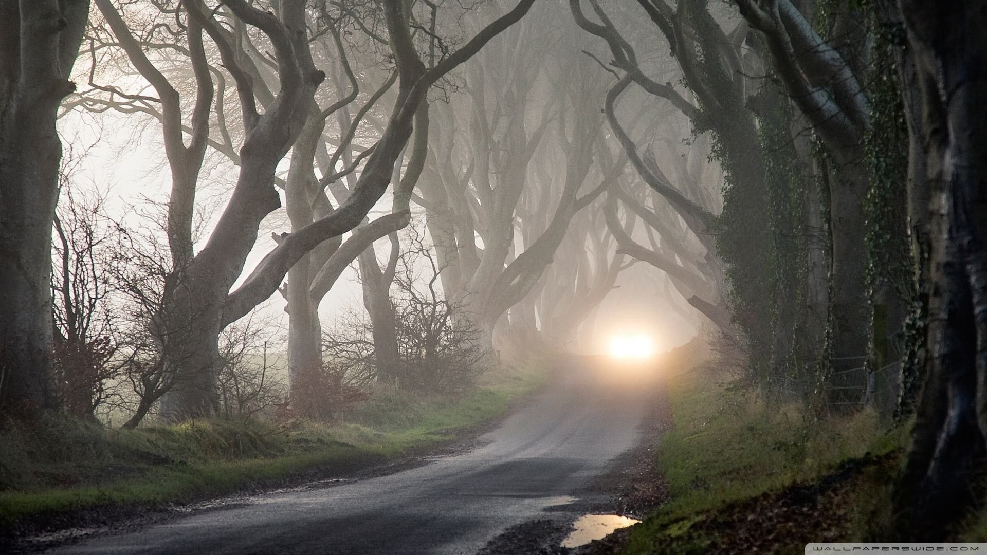 1920x1080 Wallpaper Background Through Haunted Forest wallpaper. Landscape photography trees, Nature photography trees, Fine art landscape photography, Desktop