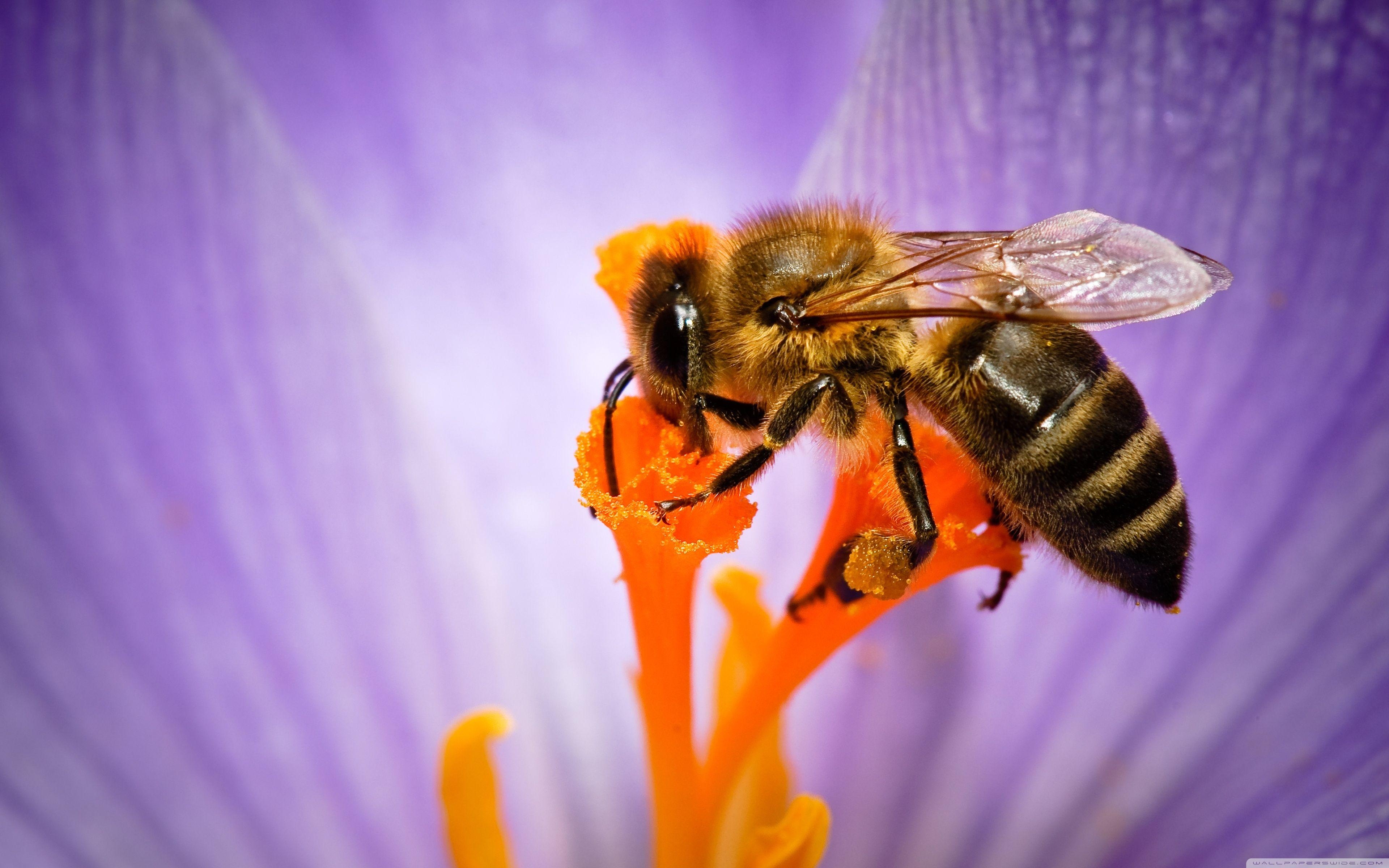 3840x2400 Honey Bee ❤ HD Desktop Wallpaper for 4K Ultra HD TV • Dual, Desktop