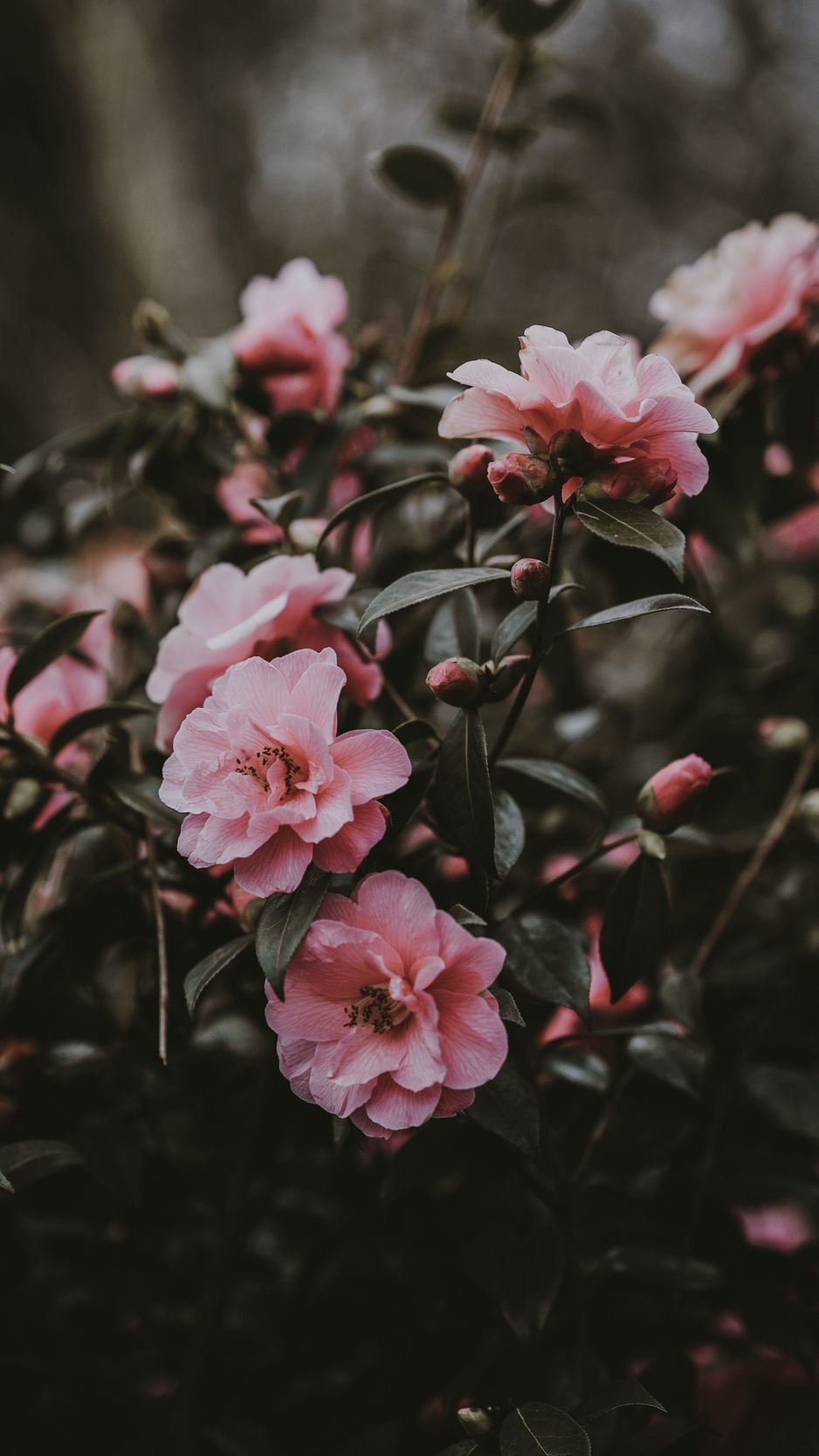 940x1670 Wallpaper Wild Rose, Bush, Pink, Flowers - عکس گل برای پروفایل, Phone