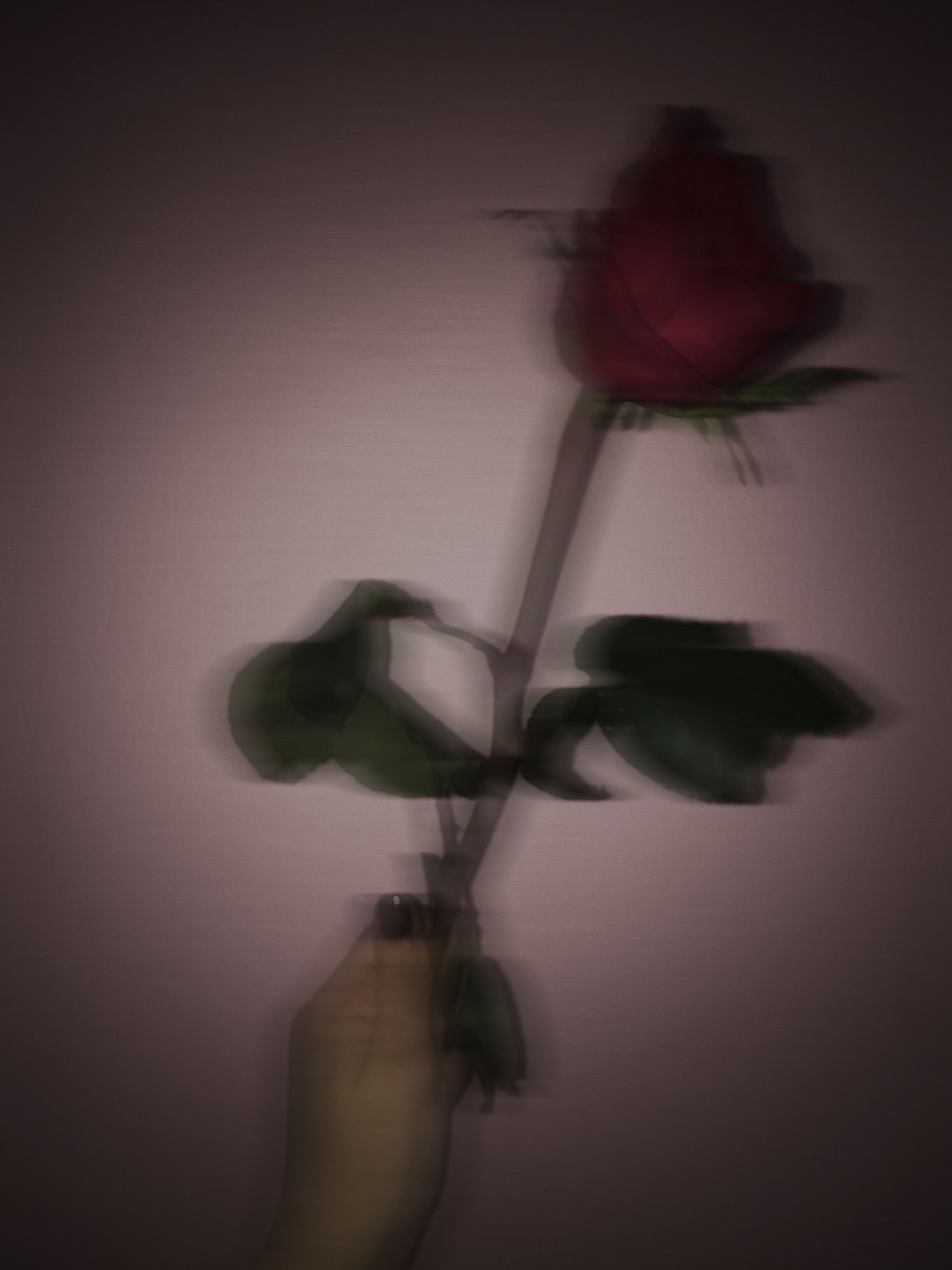 2450x3270 Rose Background Aesthetic, Phone