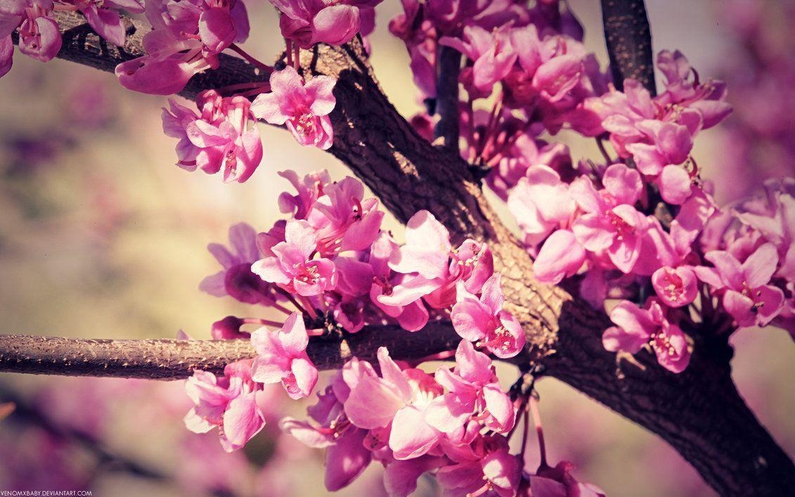 1140x710 Refreshing and Admirable Spring Flowers, Desktop