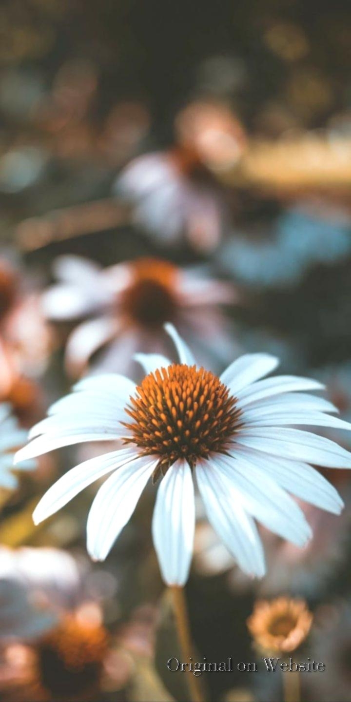 720x1440 iPhone Wallpaper Aesthetic- Common Daisy Wallpaper, Phone