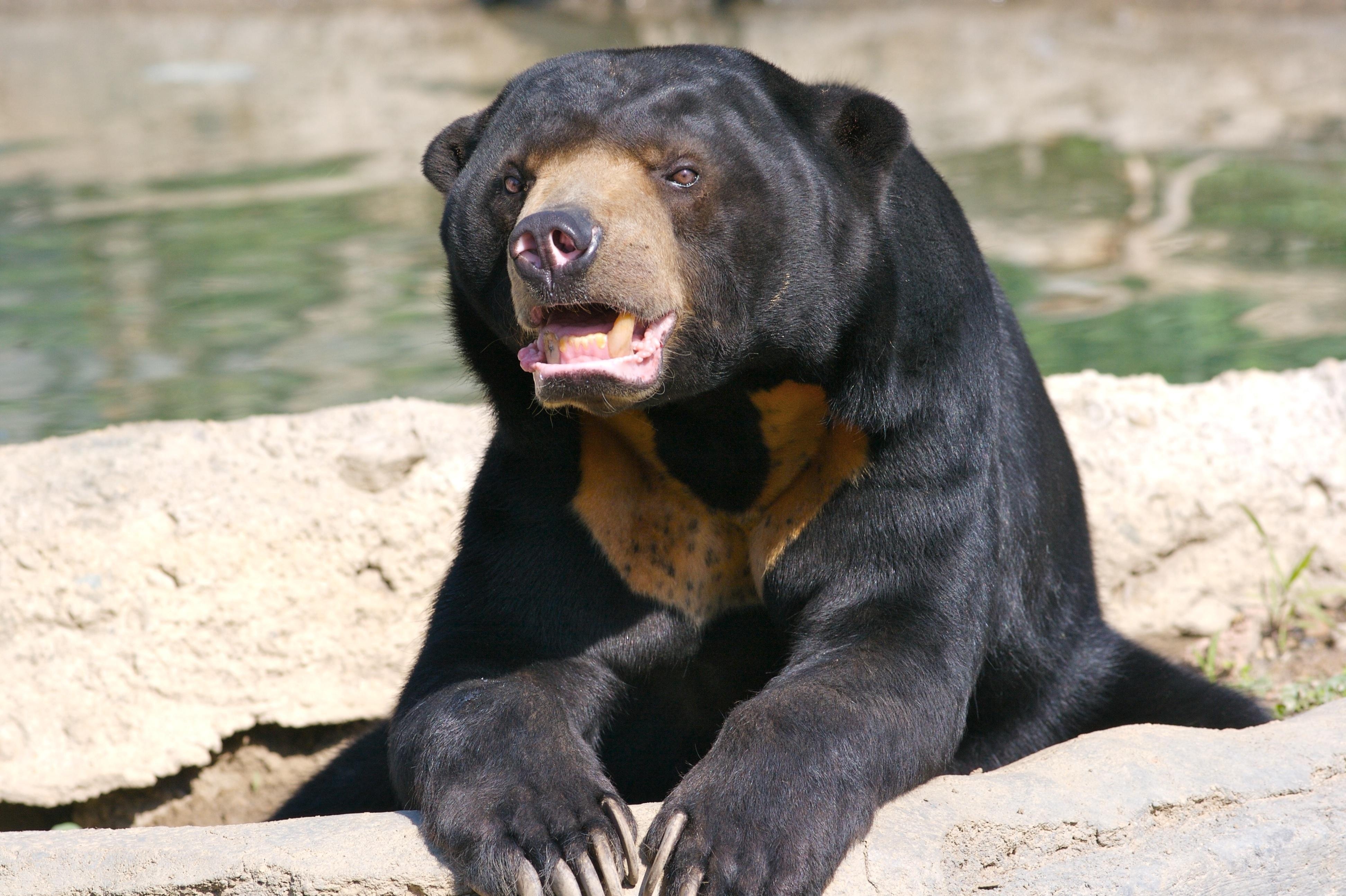 3890x2590 Sun Bear HD Wallpaper and Background Image, Desktop