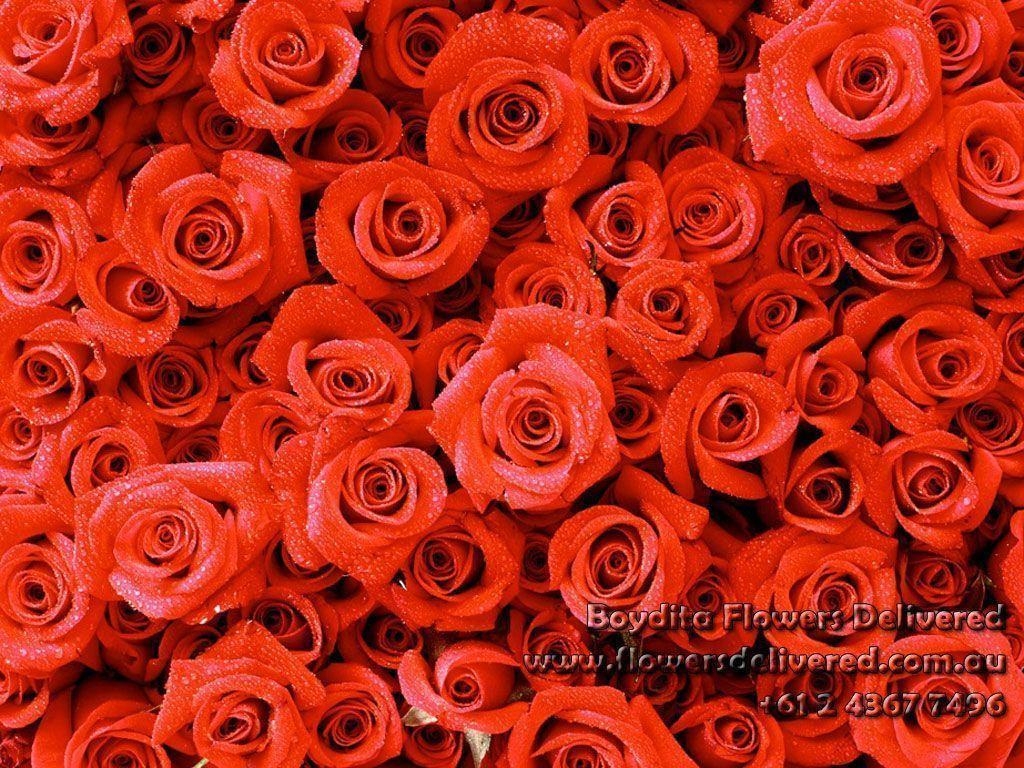 1030x770 Red Roses Wallpaper Rose Wallpaper Red Wallpaper, Desktop