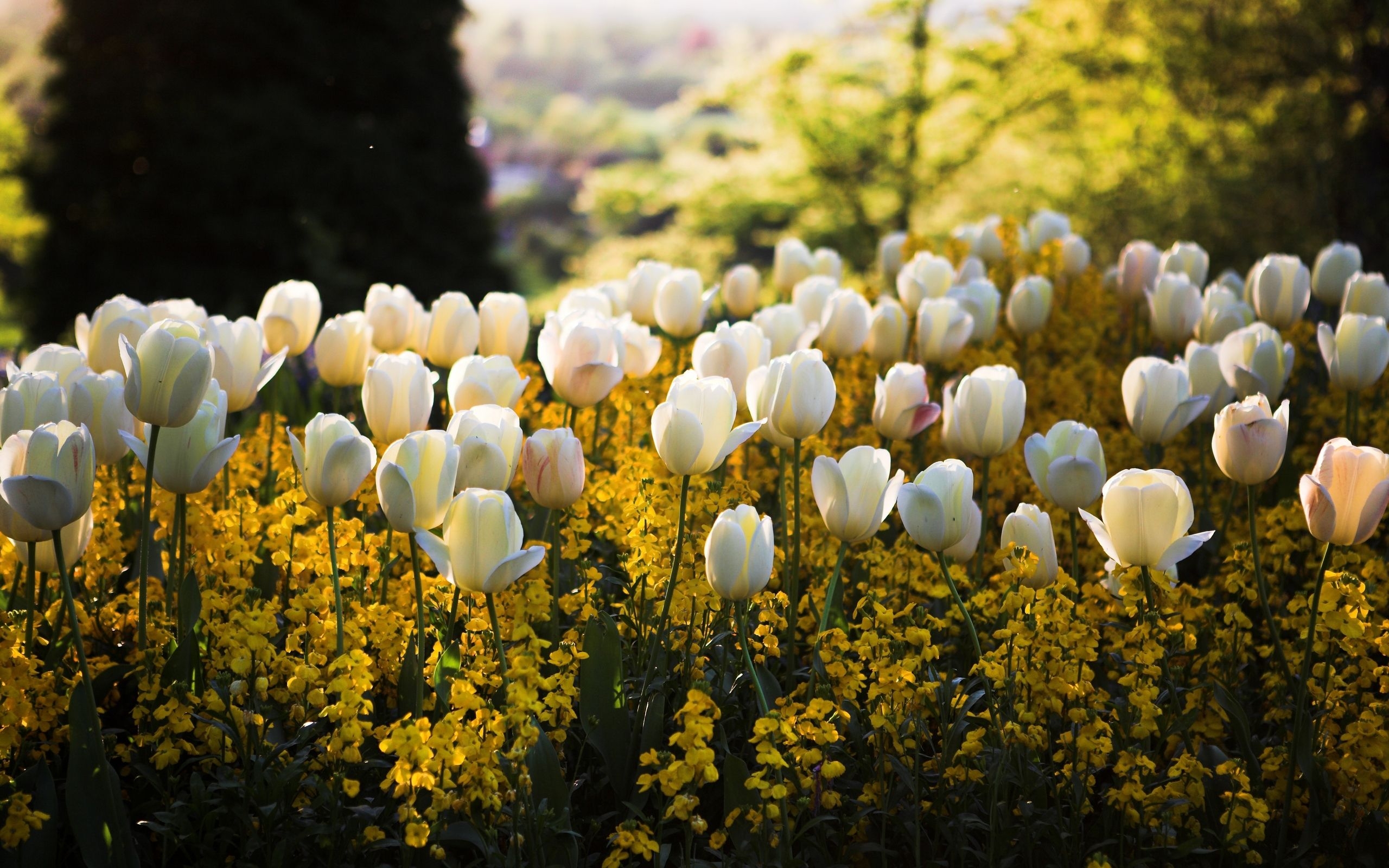 2560x1600 Amazing Spring Meadow Wallpaper, Desktop