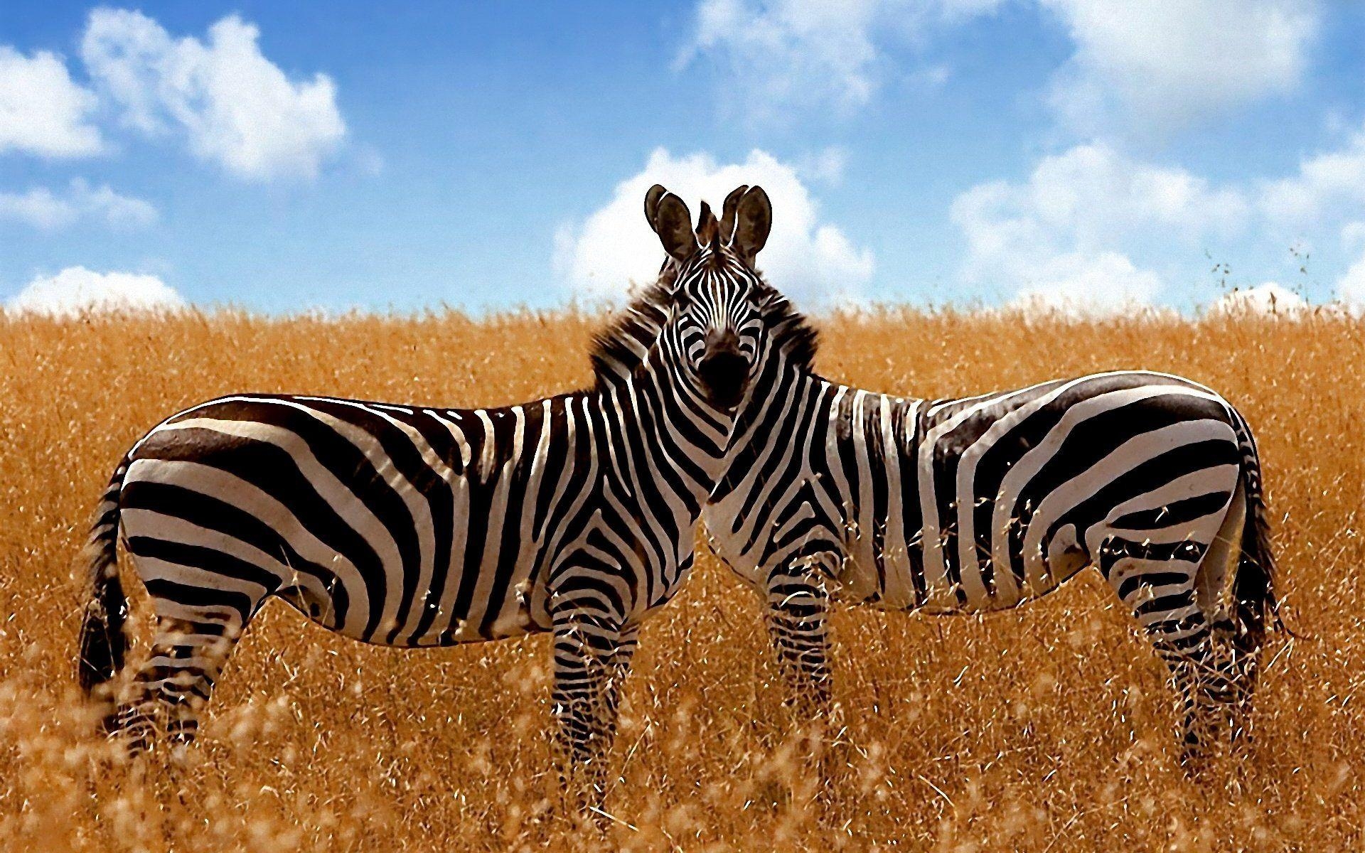 1920x1200 Savanna Zebra, Desktop