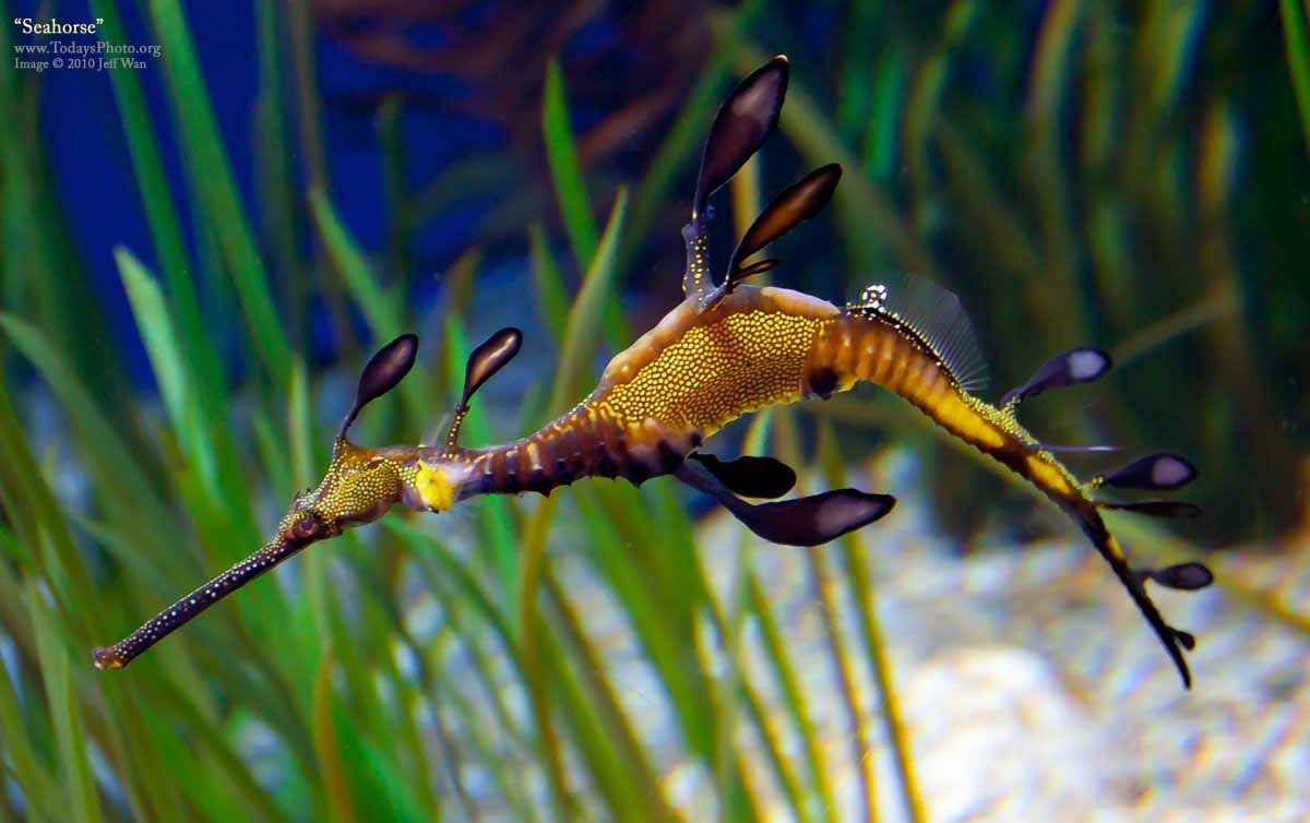 1200x760 Seahorse Picture, Desktop