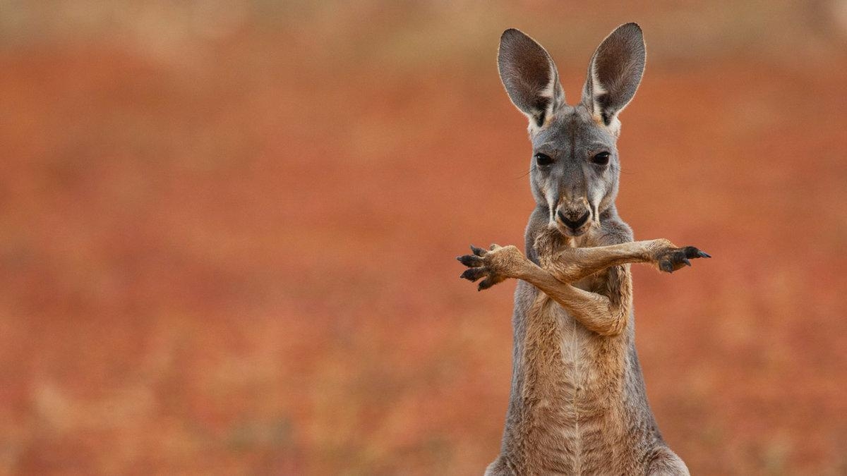 1200x680 Kangaroo Wallpaper, 45: Wallpaper Of The Day: Kangaroox1080, Desktop