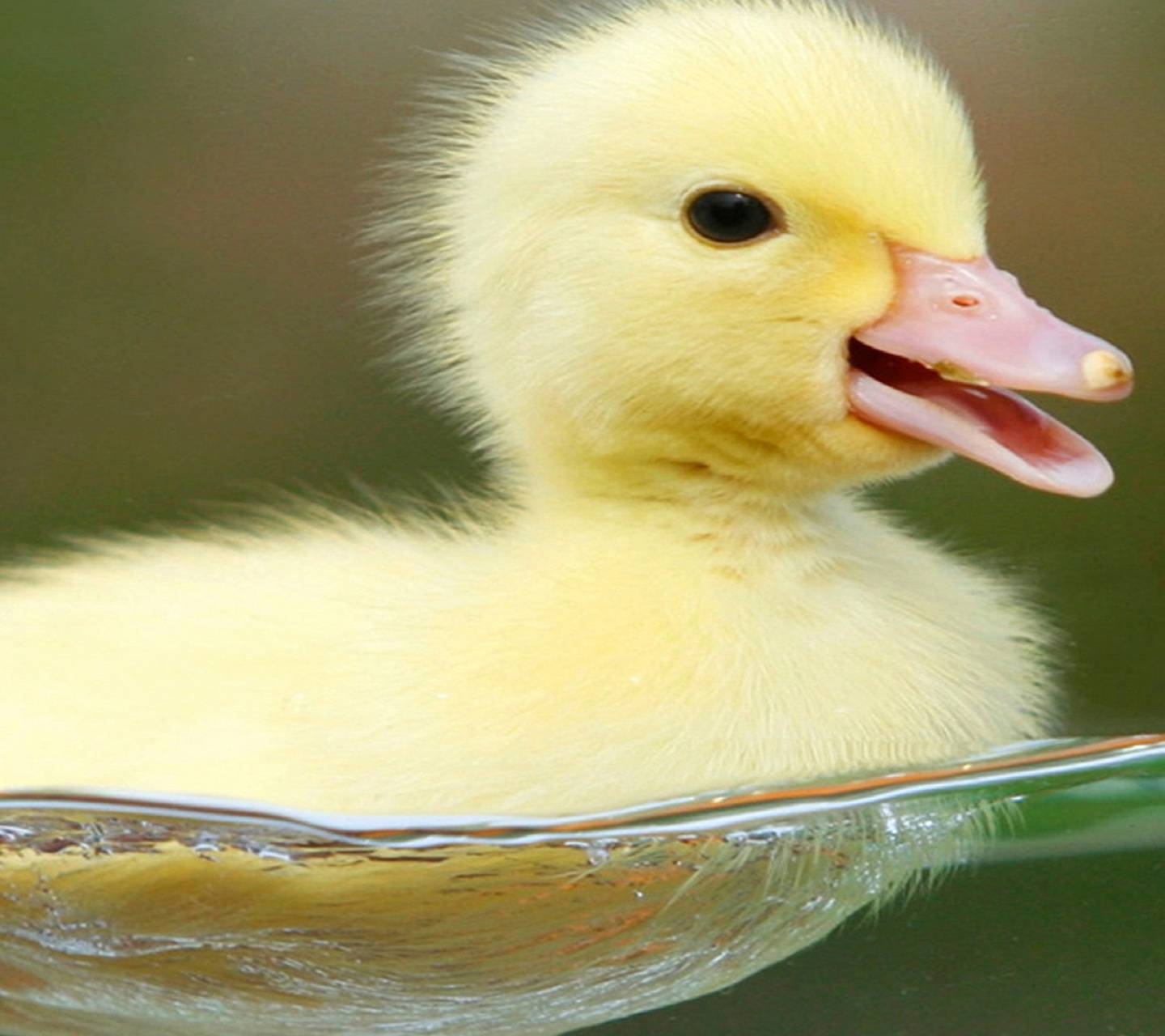 1440x1280 Cute Duck wallpaper, Desktop