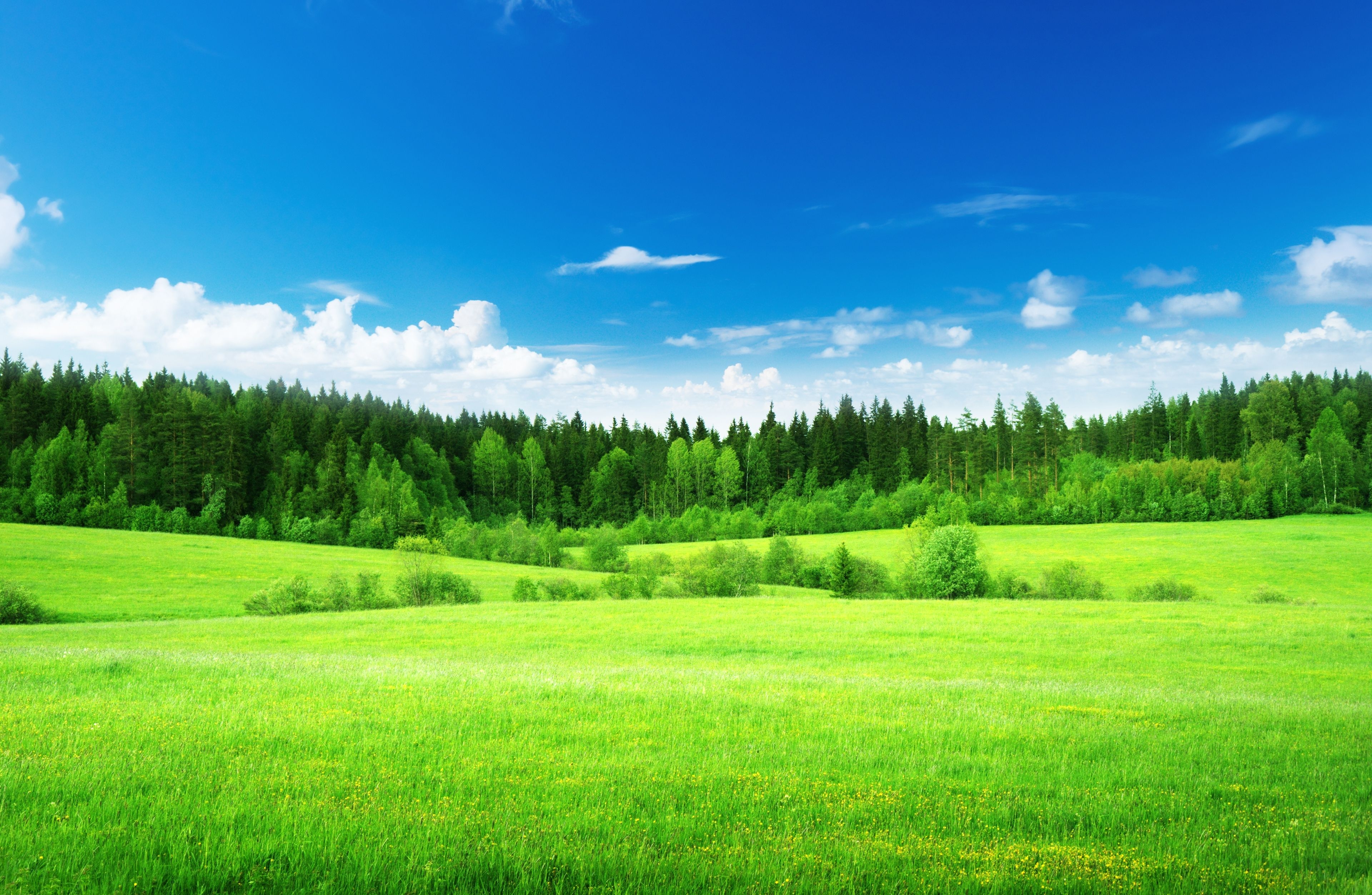 3840x2510 Wallpaper Green grass, Thick forest, Blue sky, , Nature, Desktop