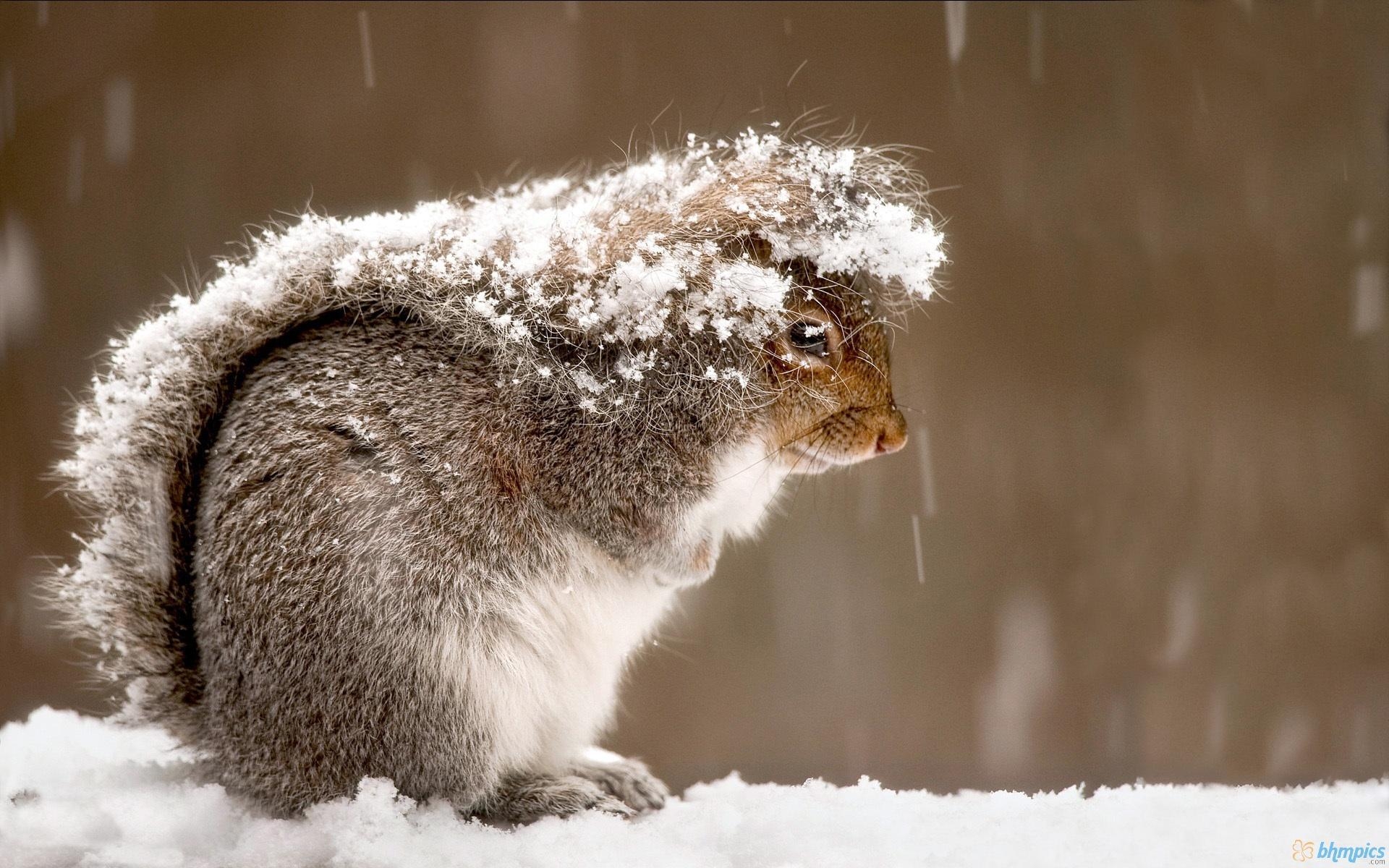 1920x1200 HD Cute Squirrel Eating Wallpaper, Desktop