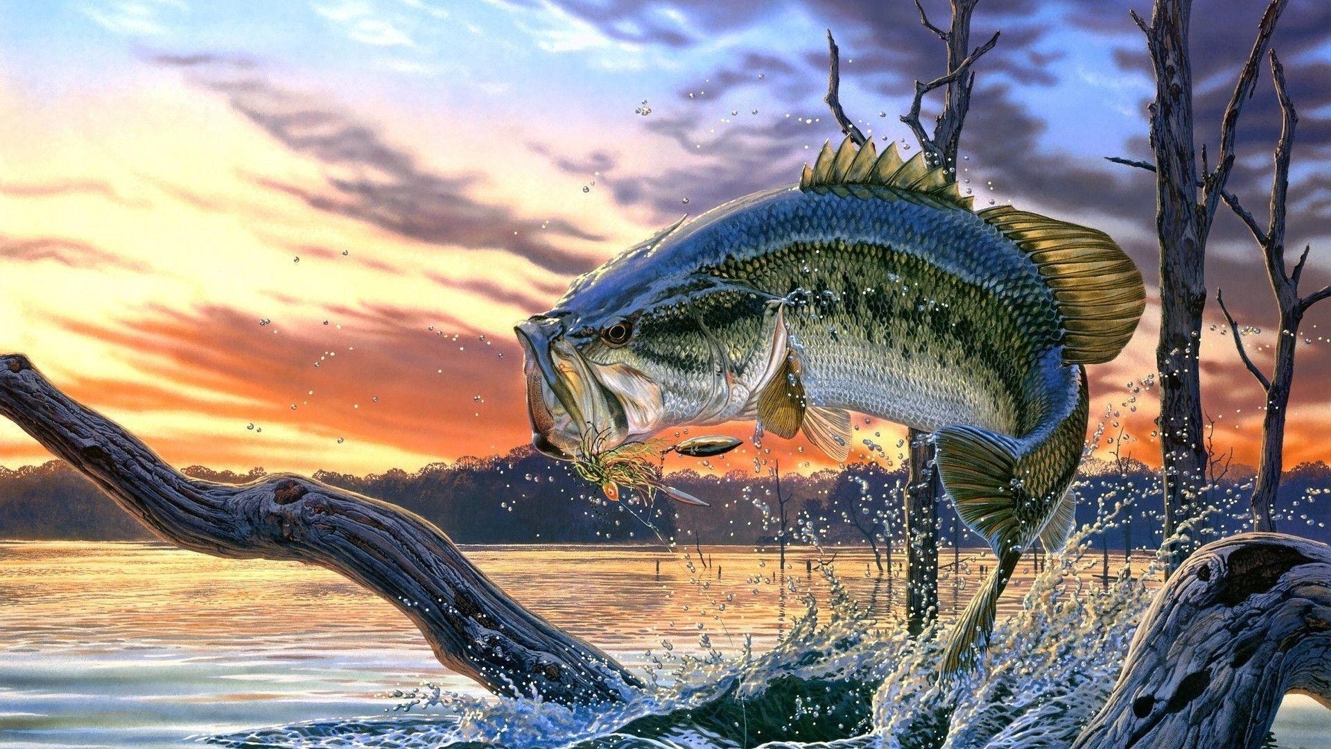 1920x1080 Wallpaper of largemouth bass Stock Free Image, Desktop