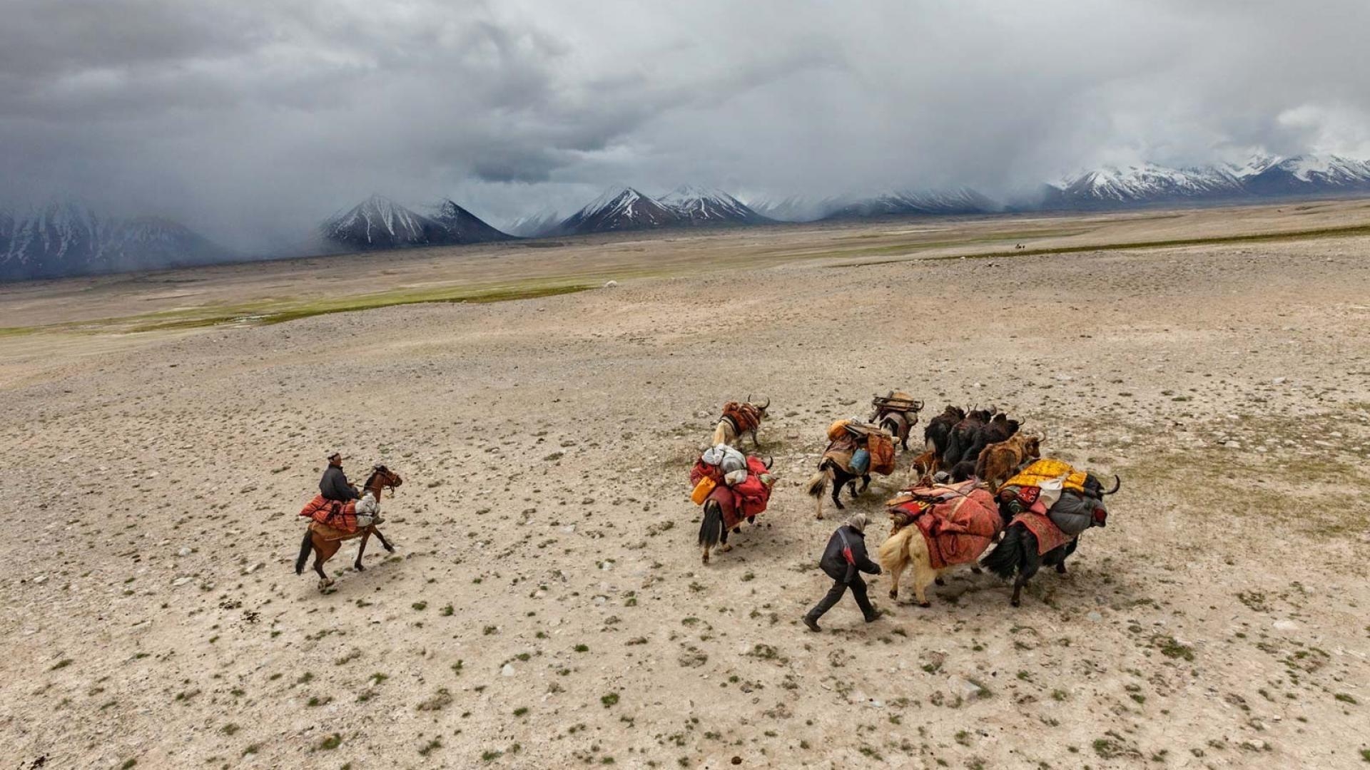 1920x1080 Nature national geographic nomad corridor yak kyrgyzstan steppe, Desktop