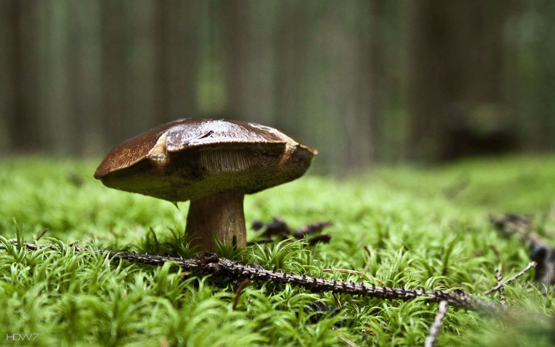 1920x1200 mushroom in the forest wallpaper. HD wallpaper gallery, Desktop