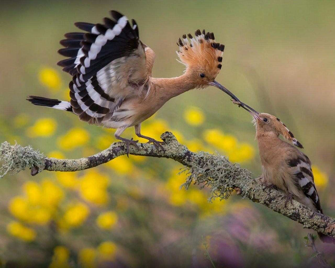 1280x1030 Hoopoe Feeding The Cub HD Wallpaper, Wallpaper13.com, Desktop