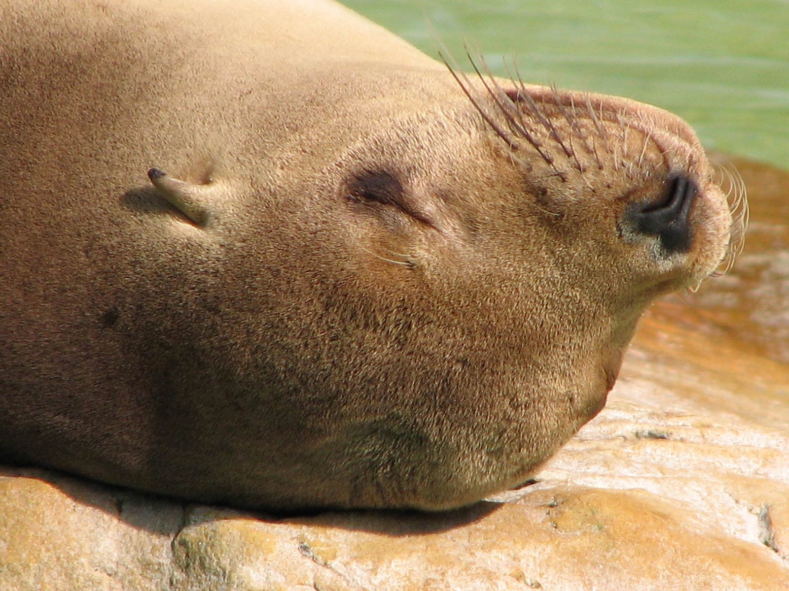 1600x1200 Eared Seal Wallpaper and background, Desktop