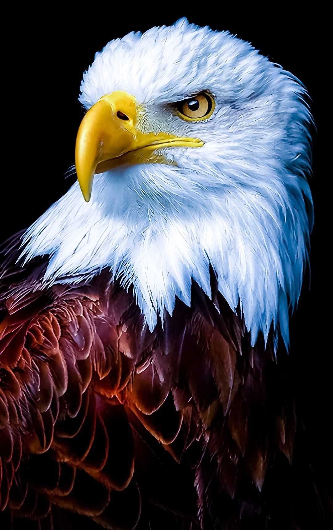 1080x1720 Eagle Wallpaper, Phone