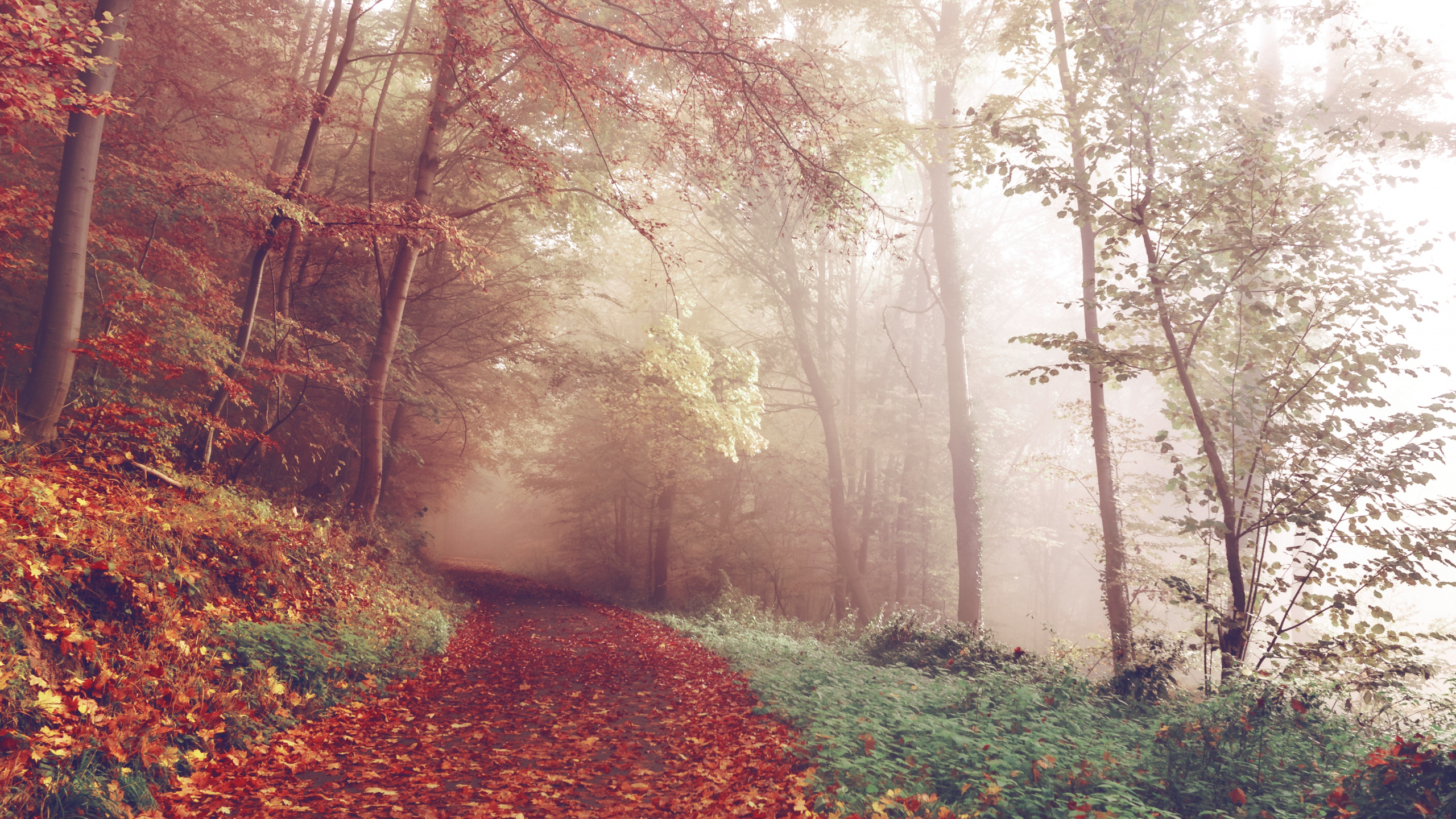 2560x1440 Desktop Wallpaper Autumn, Park, Forest, Path, Foliage, 4k, HD Image, Picture, Background, 1c9dc2, Desktop