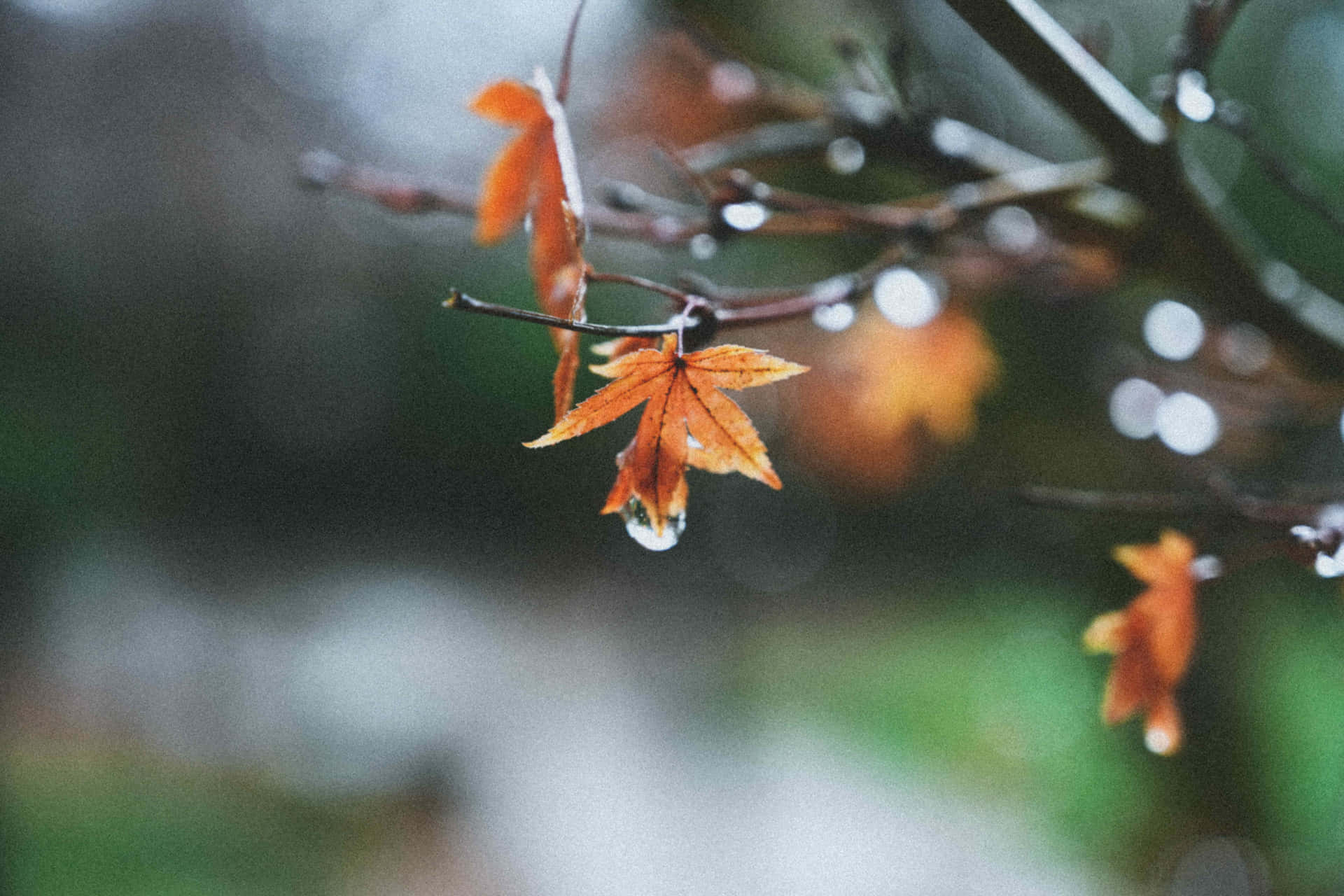 1920x1280 Download Vibrant Fall Rain in the Forest Wallpaper, Desktop