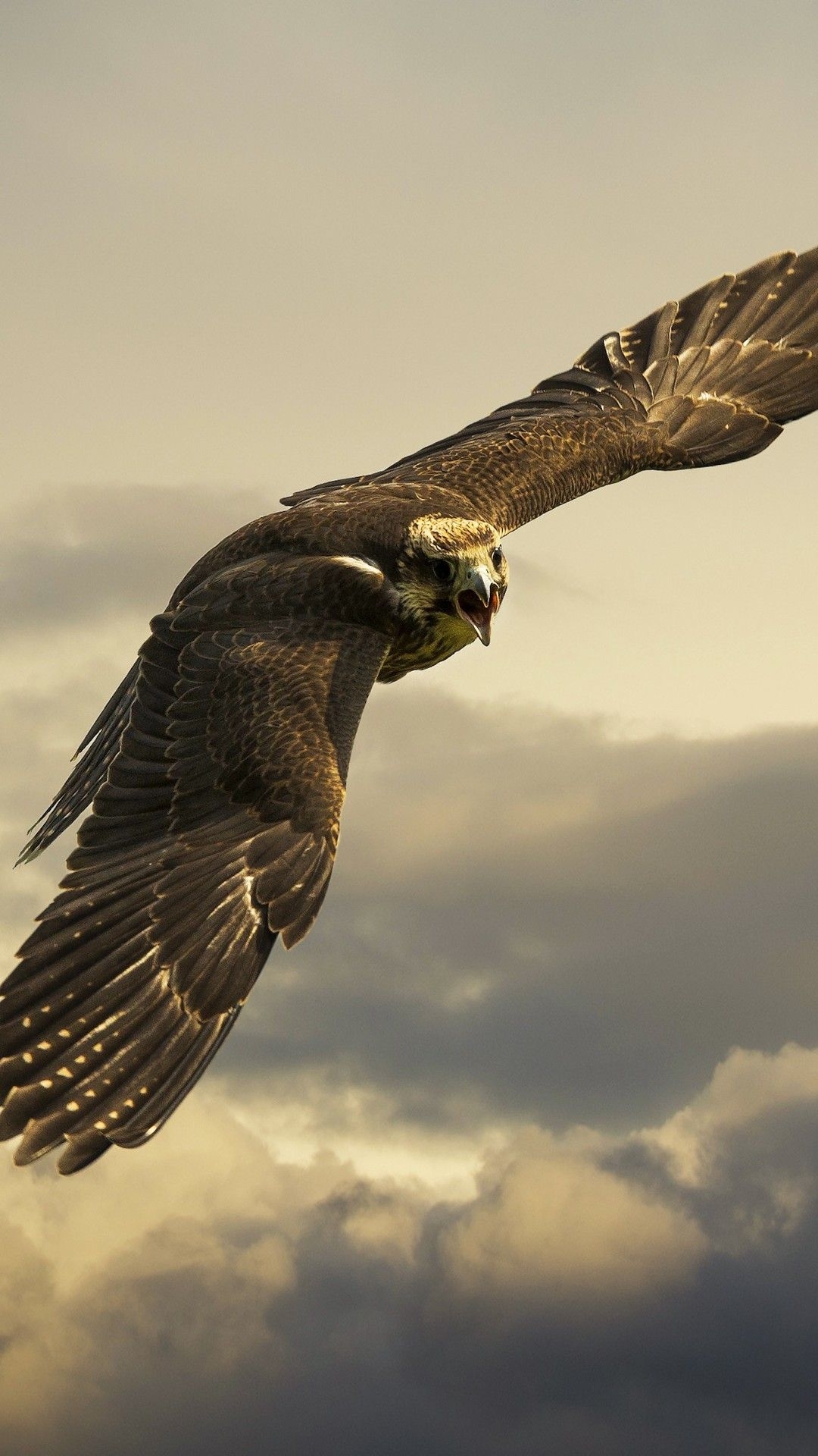 1080x1920  hawk, birds, hd, eagle for iPhone 8 wallpaper, Phone