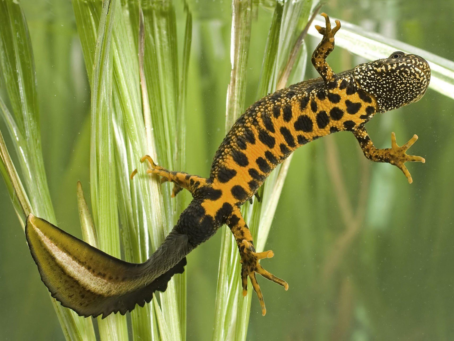 1920x1440 Salamander HD Wallpaper and Background Image, Desktop