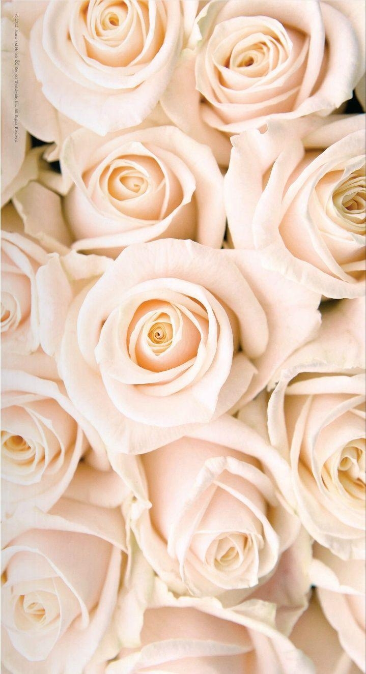 720x1330 Rose gold wallpaper ideas. Rose gold, Phone