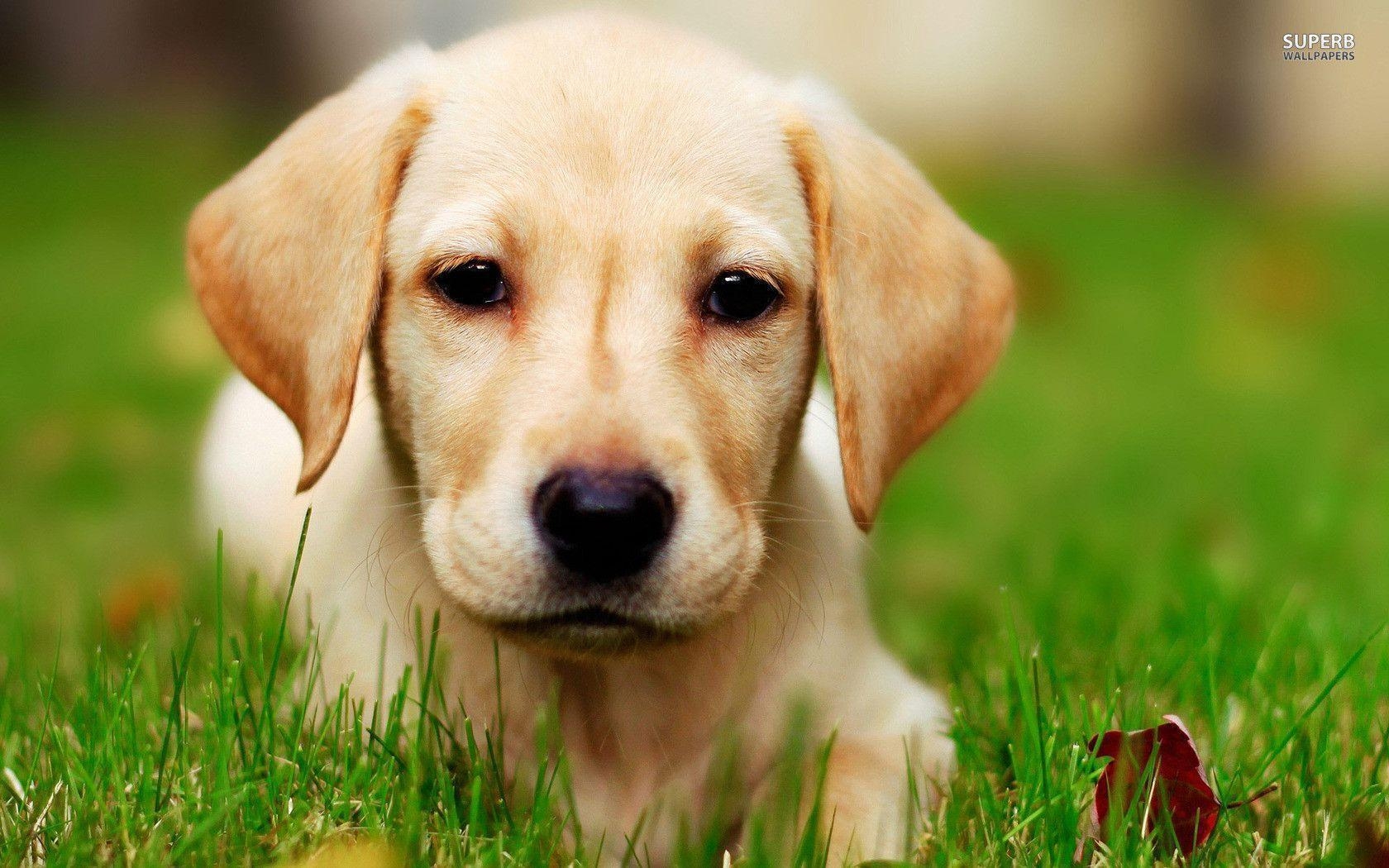 1680x1050 Labrador puppy wallpaper wallpaper - #, Desktop