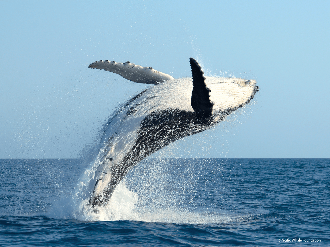 1160x870 Humpback whale wallpaperx864, Desktop