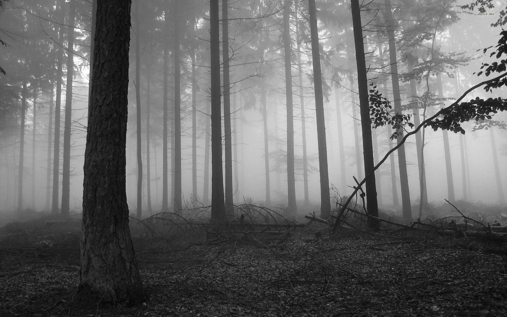 1920x1200 Wallpaper For > Dark Forest HD Wallpaper 1080p, Desktop