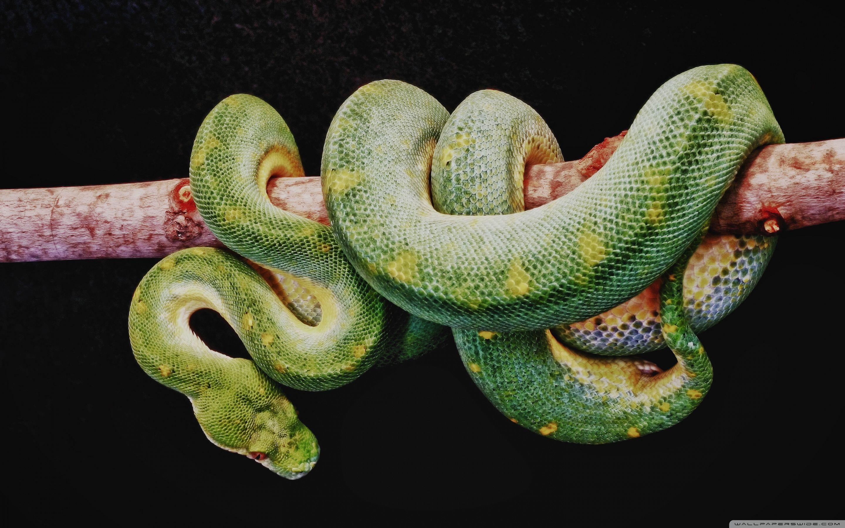 2880x1800 Green Boa Constrictor ❤ 4K HD Desktop Wallpaper for 4K Ultra HD TV, Desktop