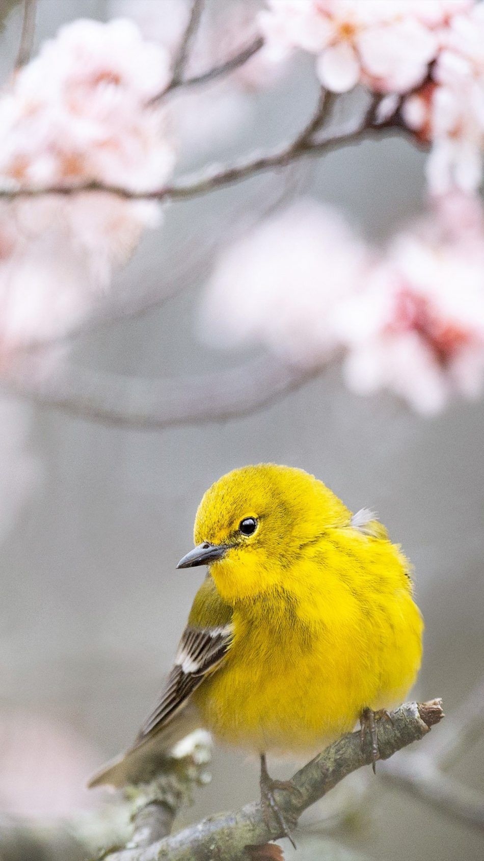 950x1690 Pine Warbler Yellow Bird Free 4K Ultra HD Mobile Wallpaper, Phone