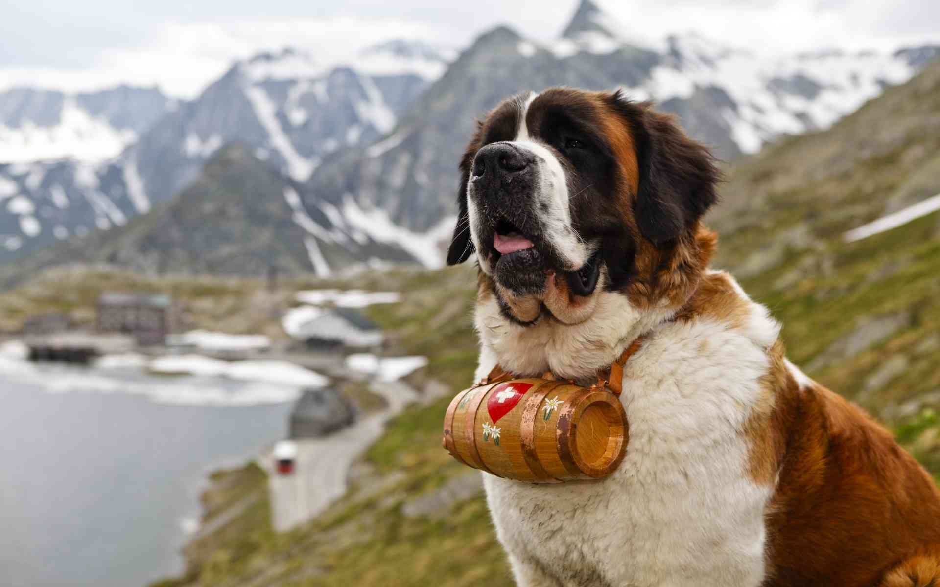 1920x1200 st bernard dog free picture, Desktop