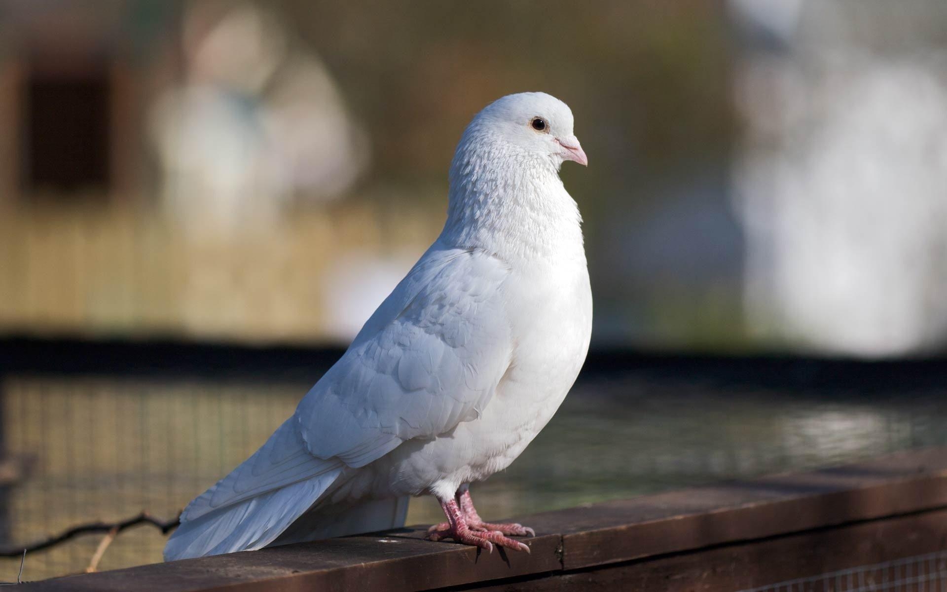 1920x1200 Cute butterfly nice HD wide wallpaper. Cute white pigeon, Desktop