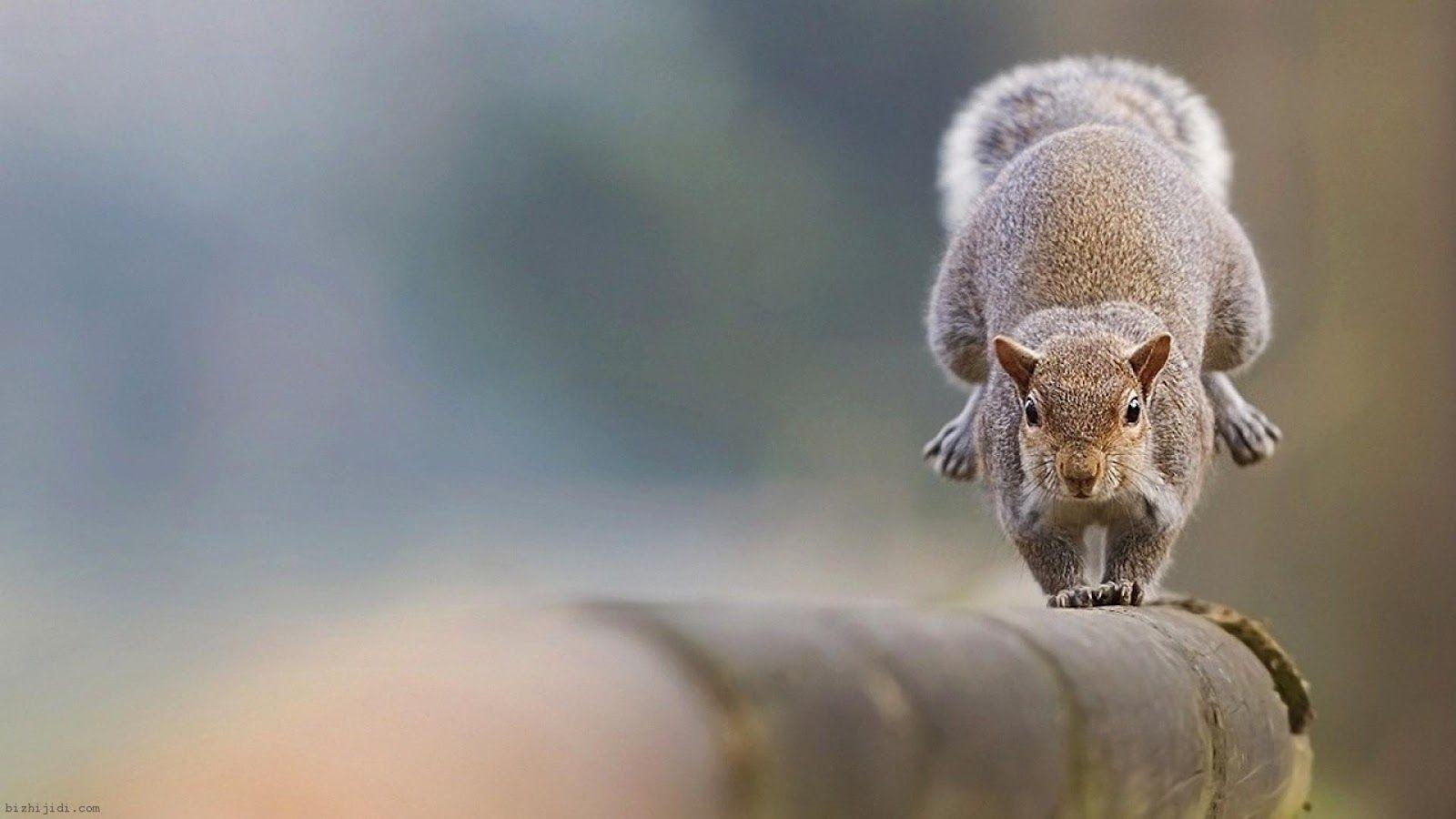 1600x900 Your Wallpaper: Squirrel Wallpaper, Desktop