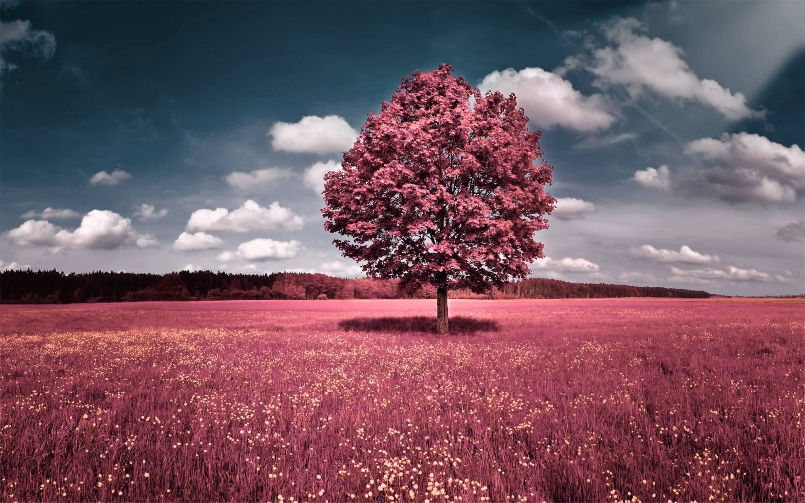 2560x1600 Pink Tree Nature Scenery Wallpaper HD Wallpaper, Desktop