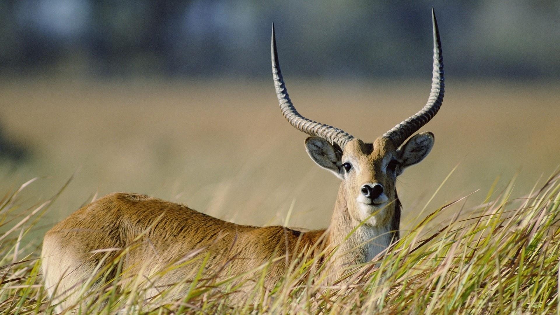 1920x1080 Antelope Wallpaper. Antelope, Desktop