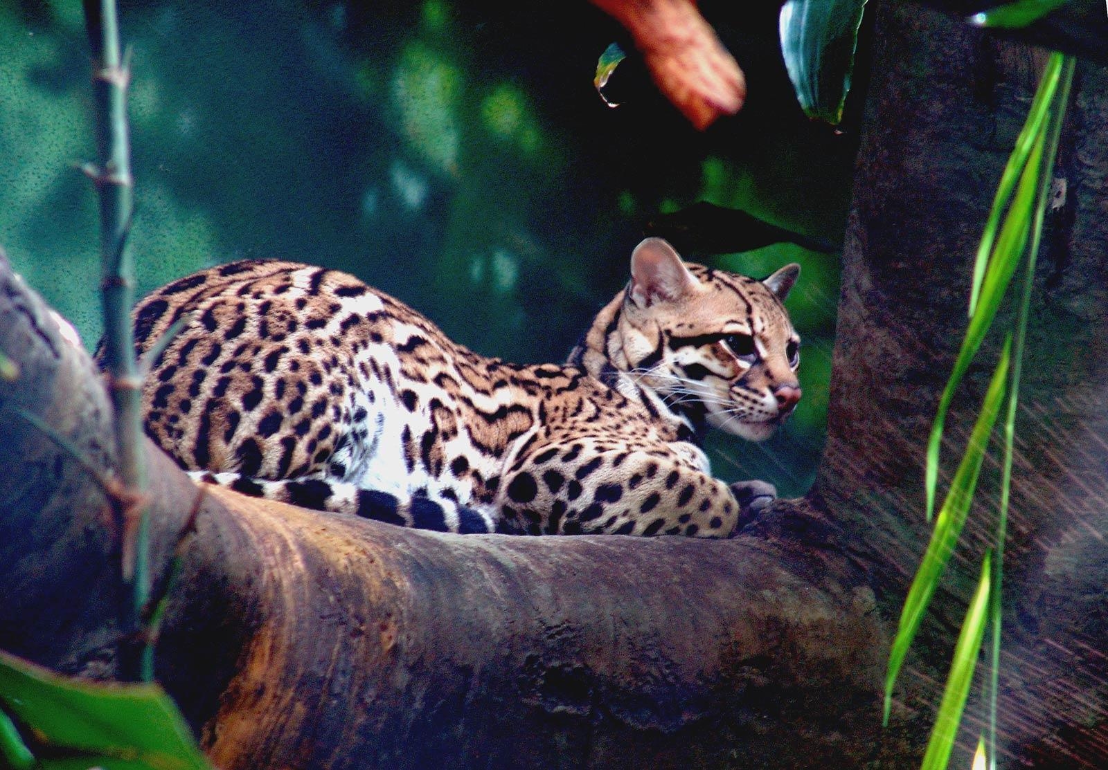 1600x1120 ocelot wallpaper Search Engine, Desktop