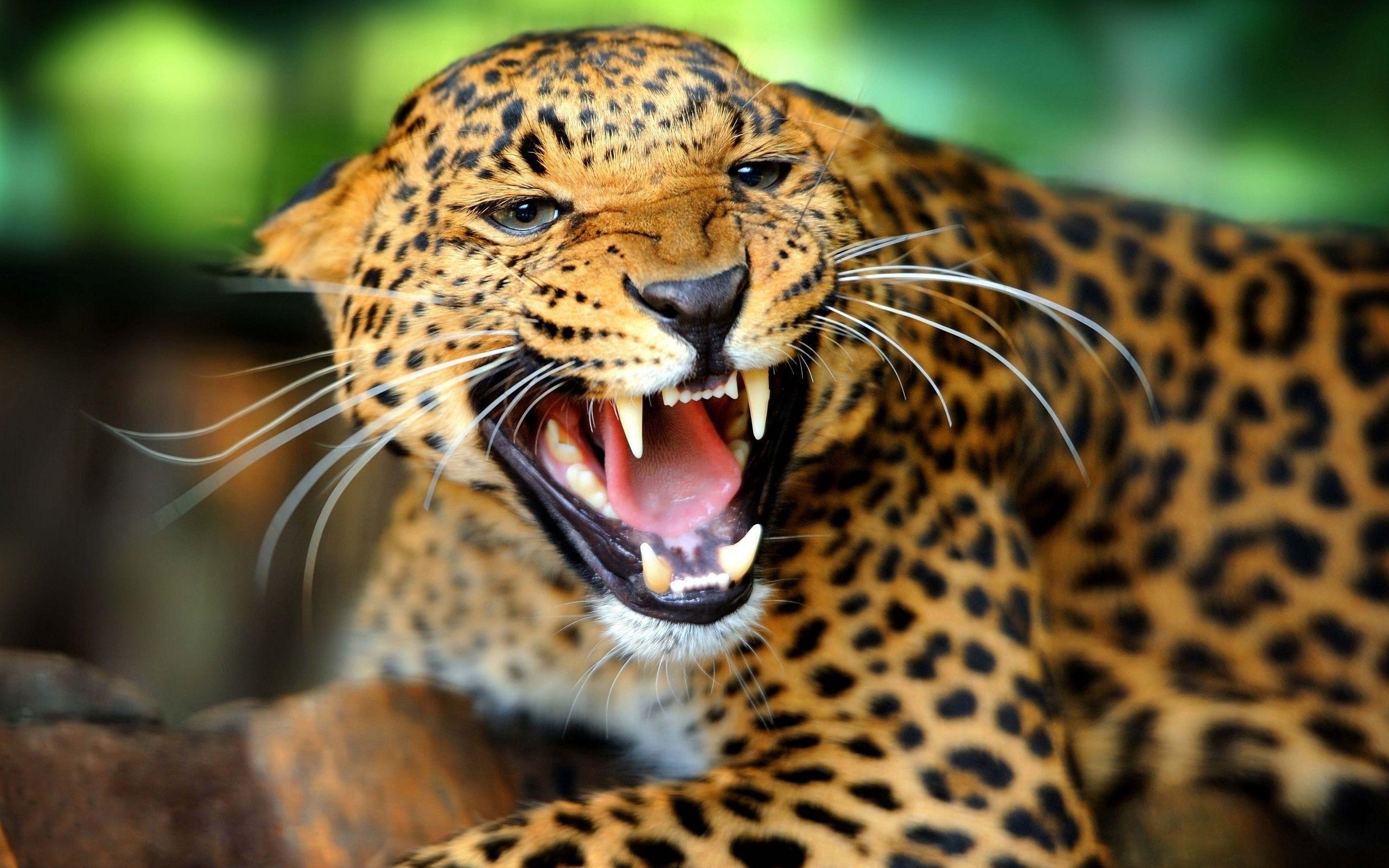 2560x1600 HD Jaguar Wallpaper and Photo. HD Animals Wallpaper, Desktop