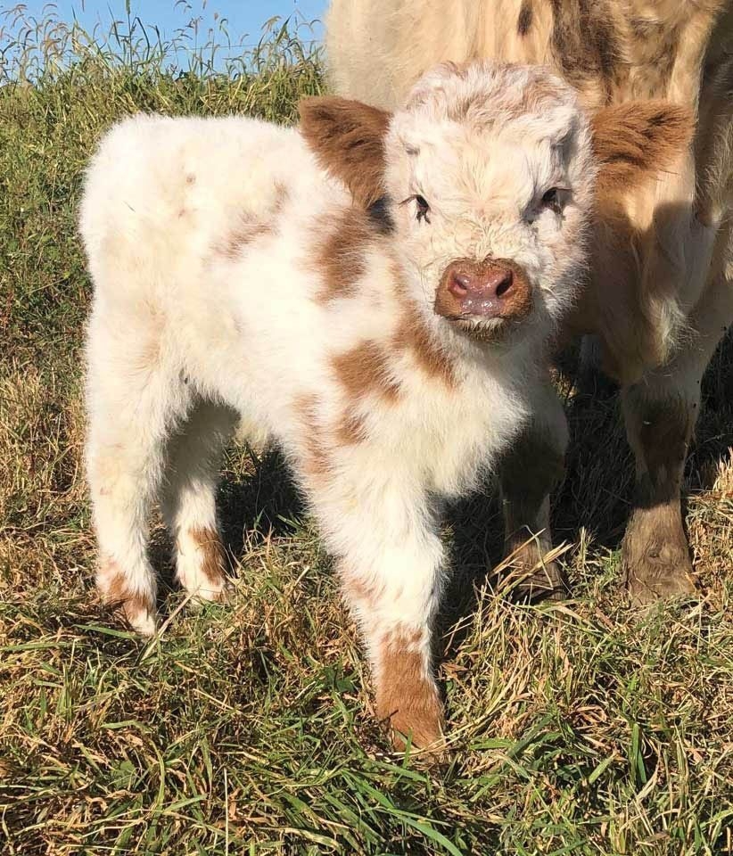 830x960 Baby Fluffly Cows, Phone