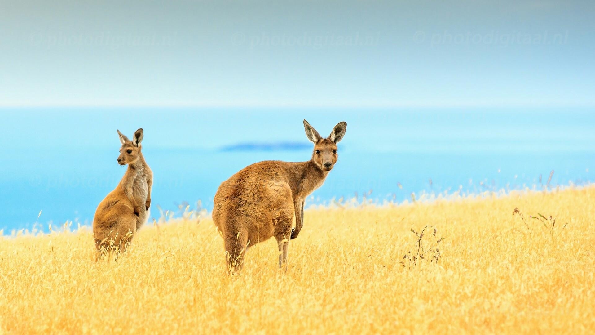 1920x1080 Kangaroo HD Wallpaper. Wallpaper Studio 10. Tens of thousands HD, Desktop