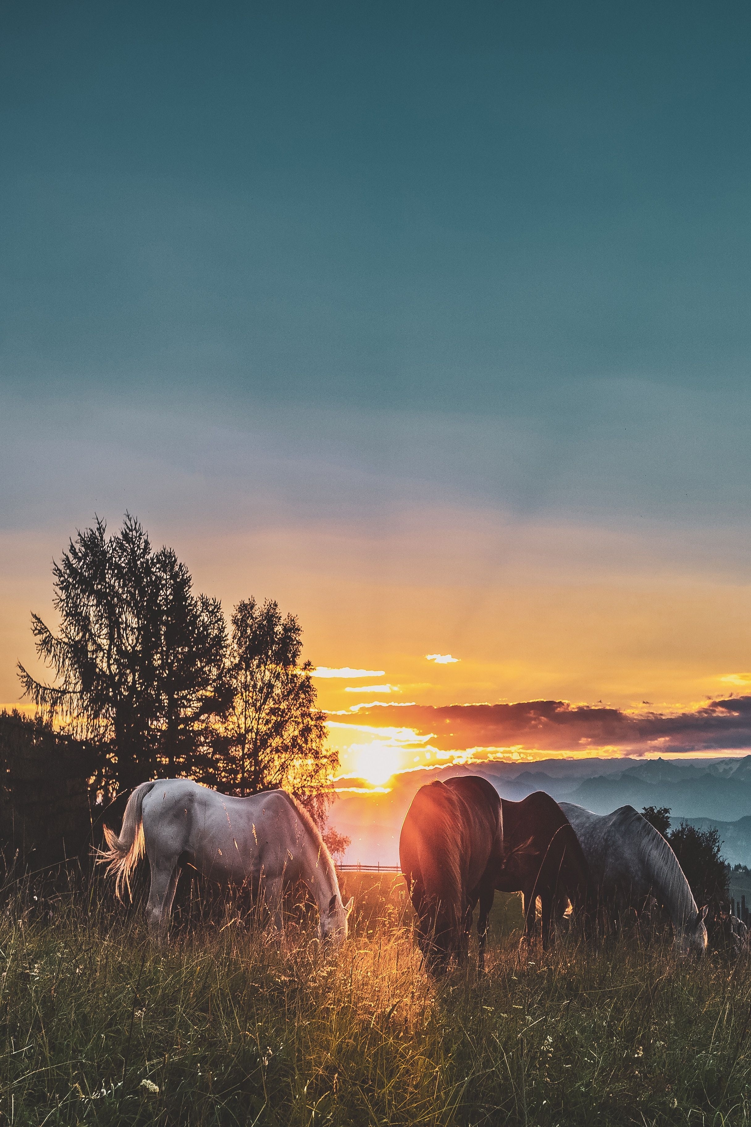 2440x3650 Three Assorted Color Horses Standing On Green Grass, Canon, Canon, Phone