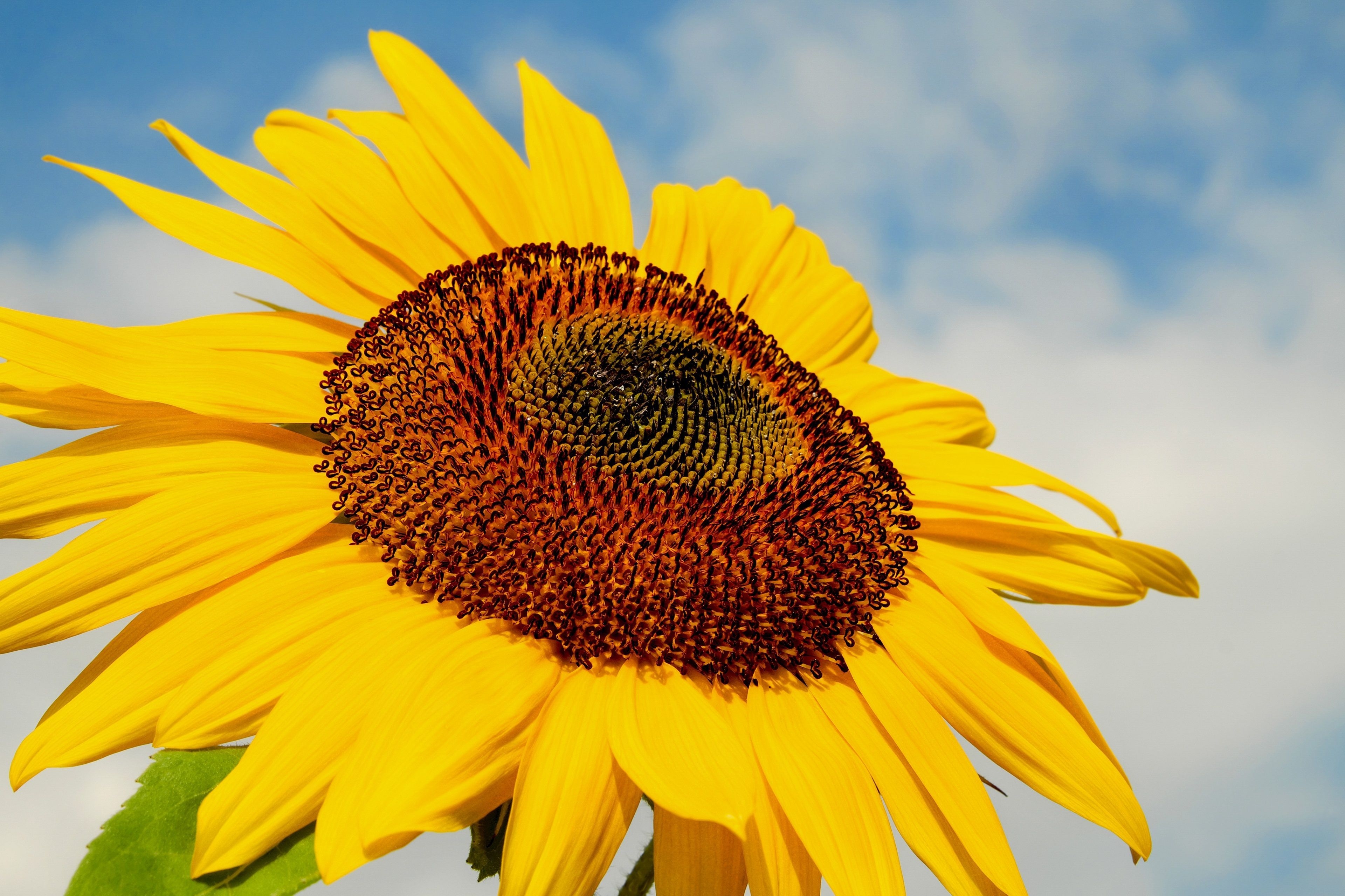 3840x2560 Sunflower 4K. Composition photography, Wallpaper background, Background, Desktop